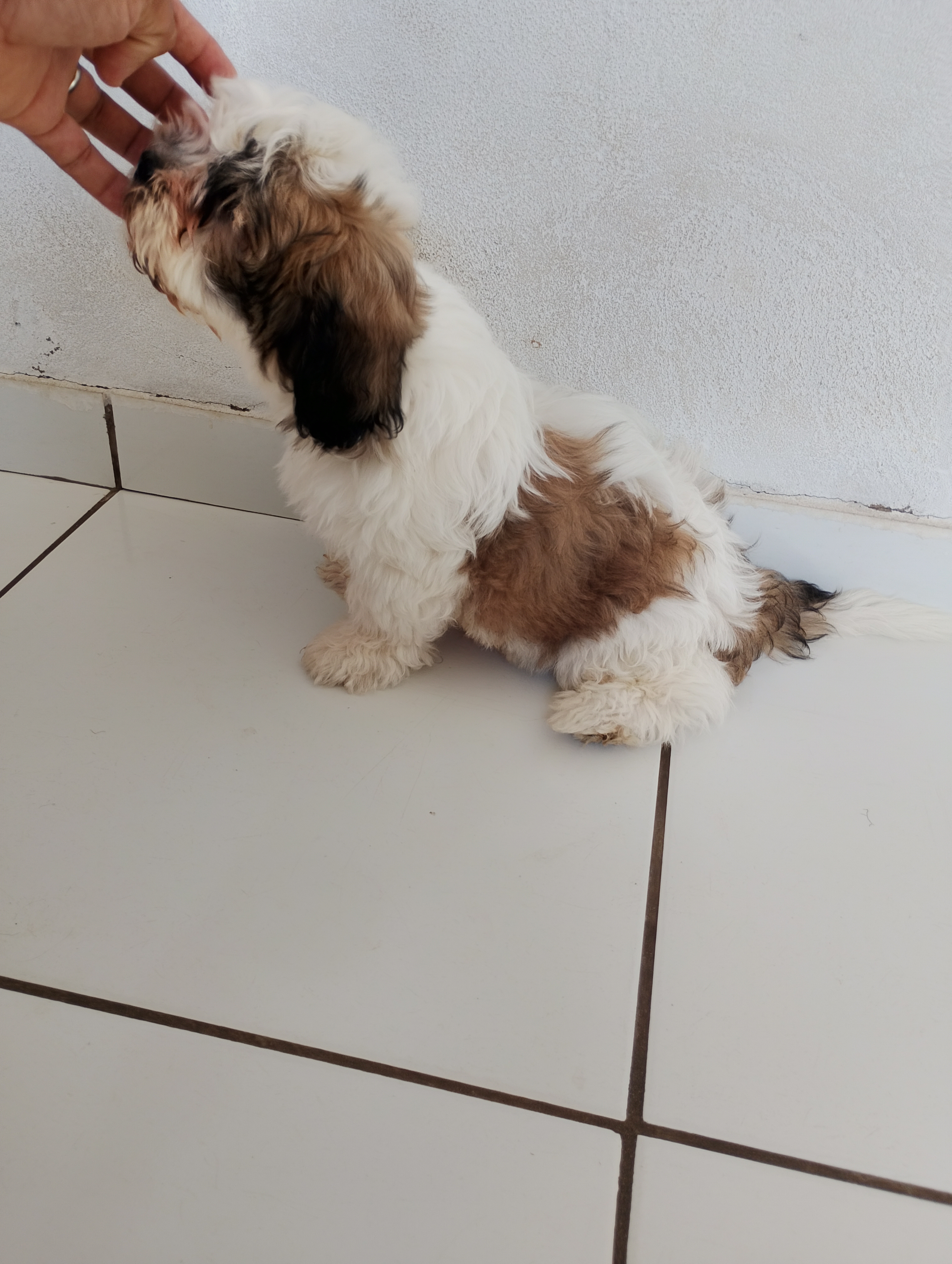 Portal Vendocão Vendo filhote (macho) Teresina