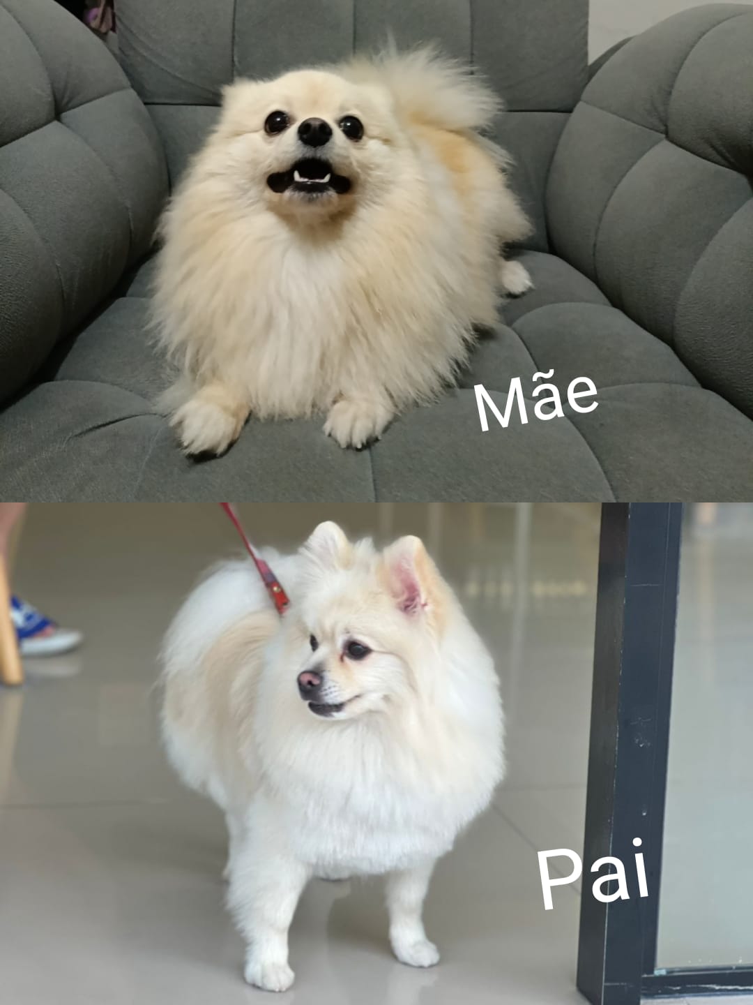 FILHOTES DE SPITZ ALEMAO - Foto 1