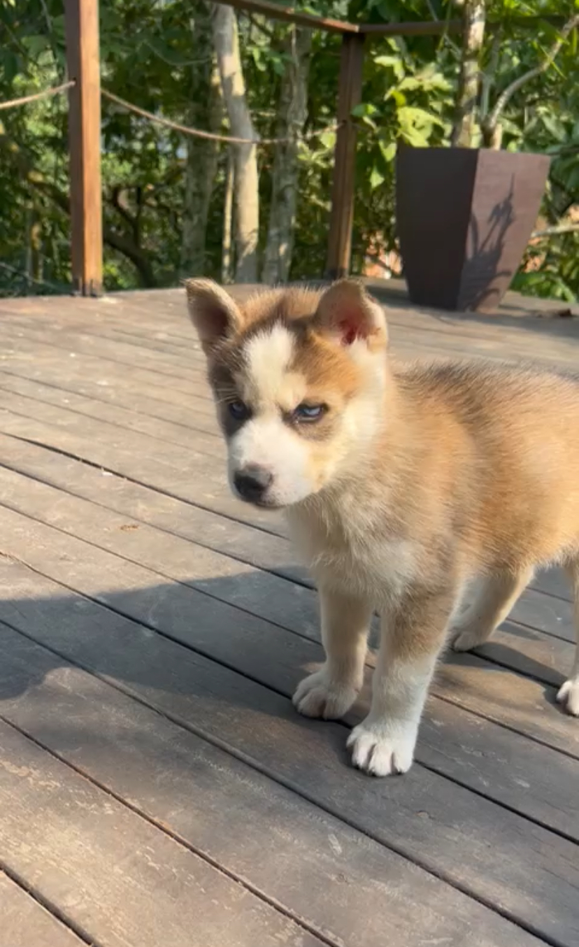 Portal Vendocão Filhote de husky siberiano  Blumenau 