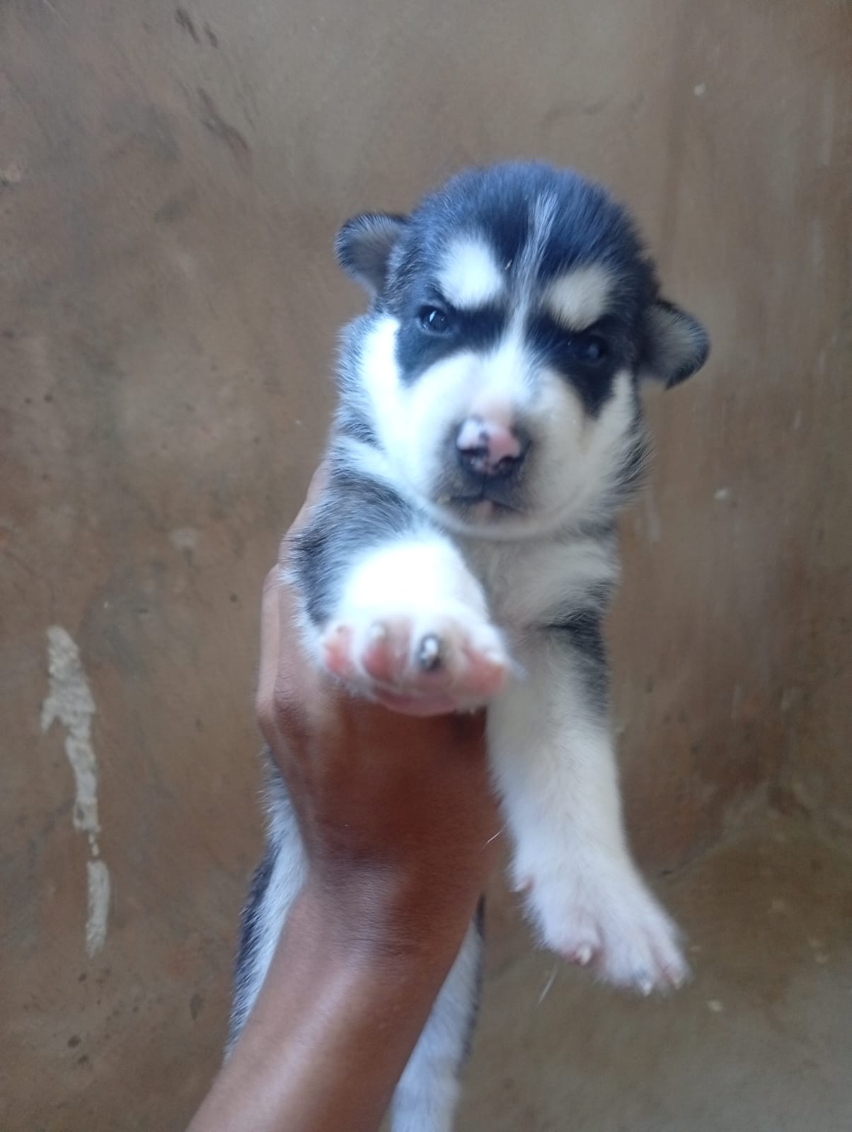 Husky siberiano filhotes 40 dias  - Foto 1
