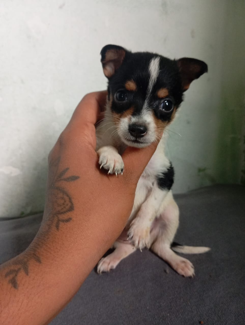 Portal Vendocão Pinscher  Sao Bernardo 