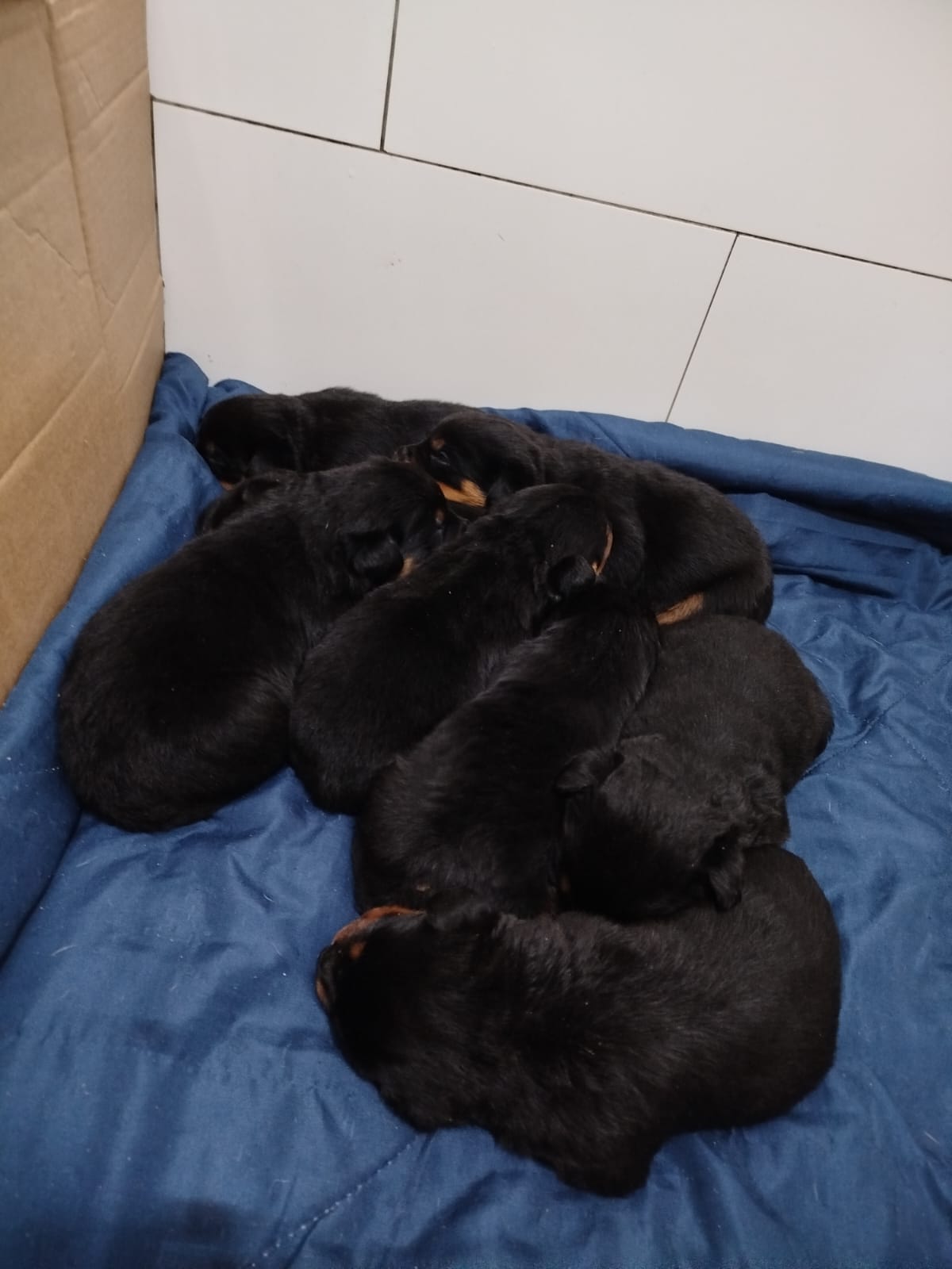 Portal Vendocão Filhote de rottweiler  Sapiranga