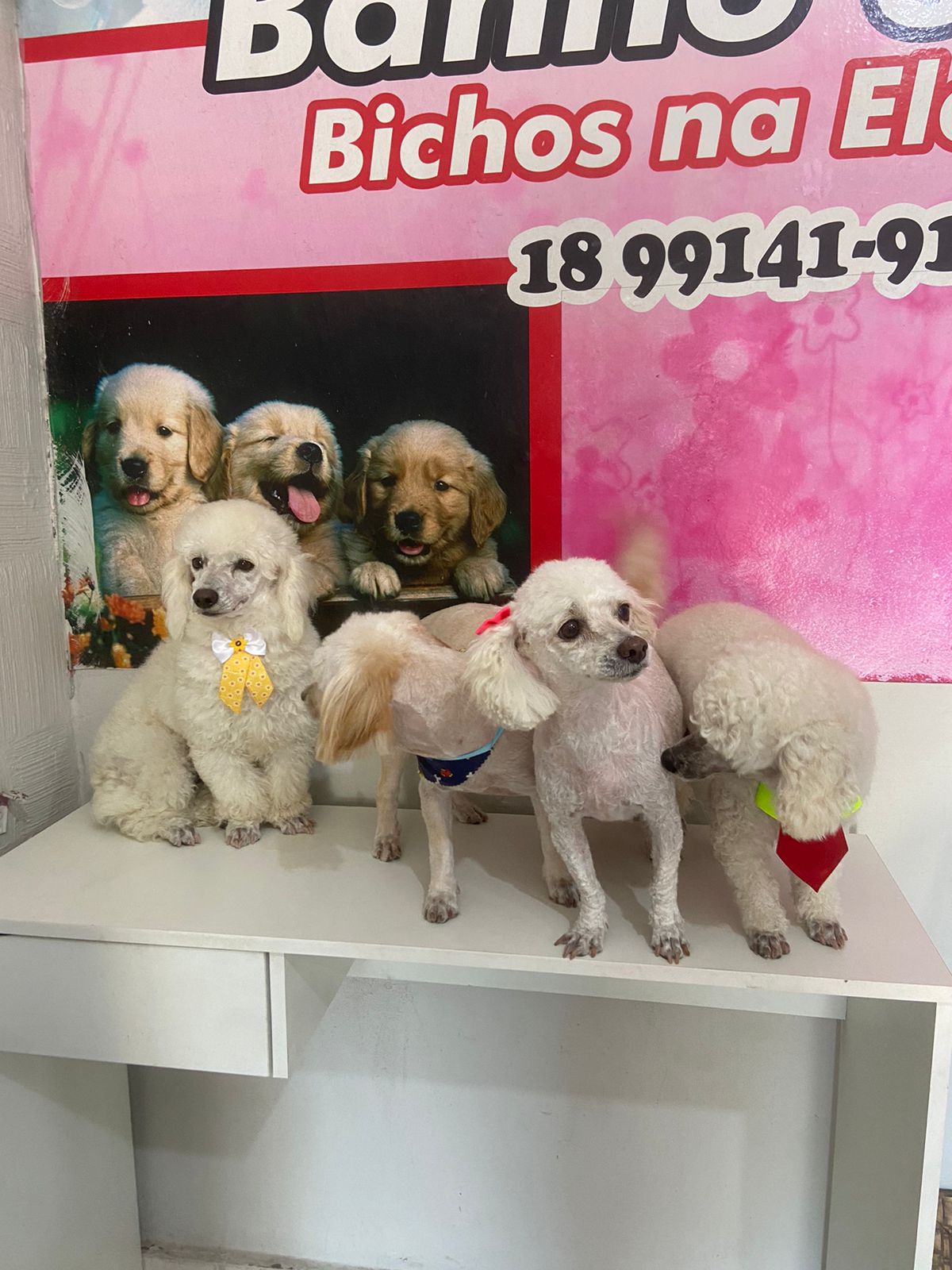 Portal Vendocão Poodle Toy  Araçatuba