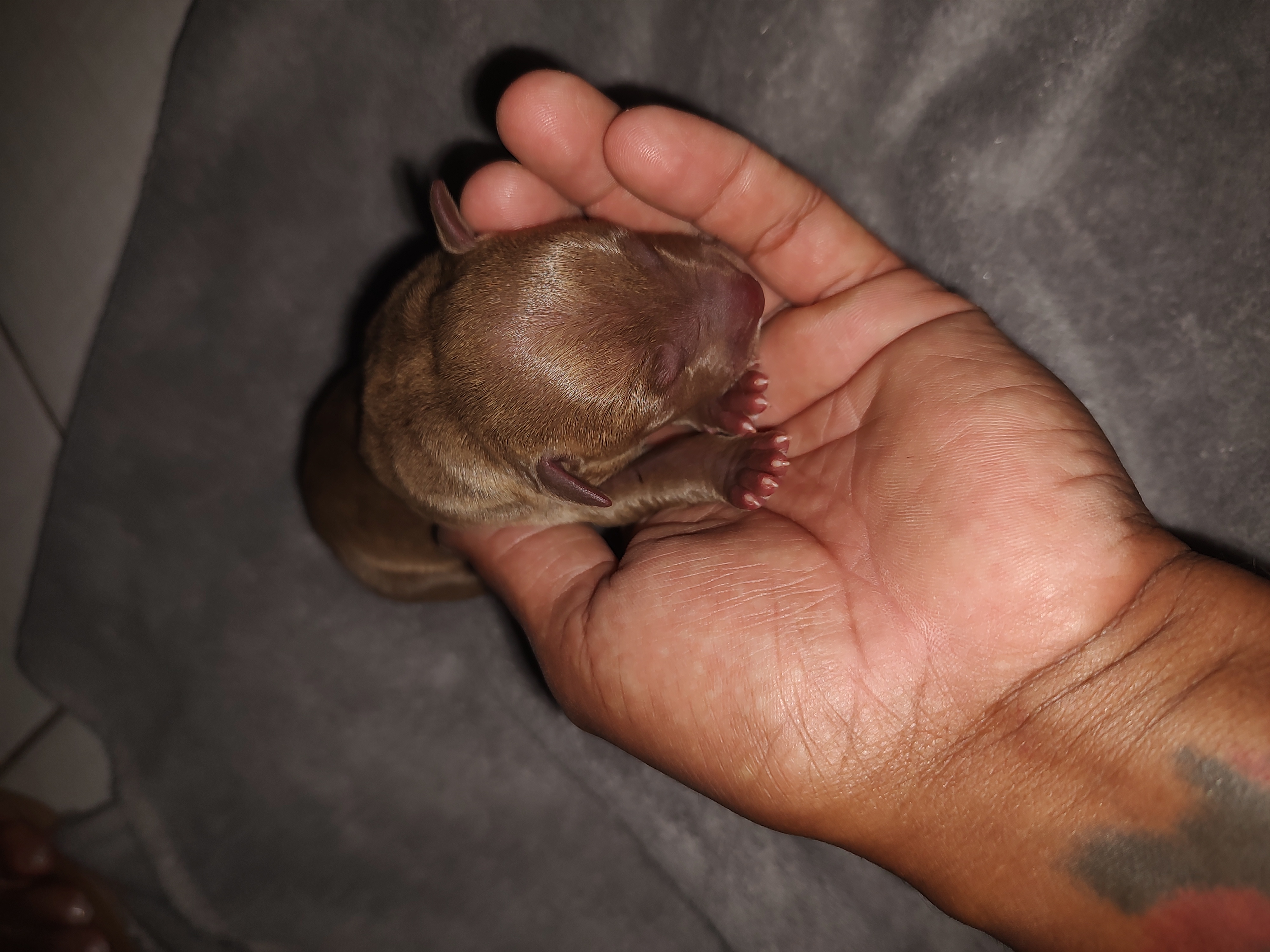 Portal Vendocão Pitbull Moster  Ribeirão das Neves