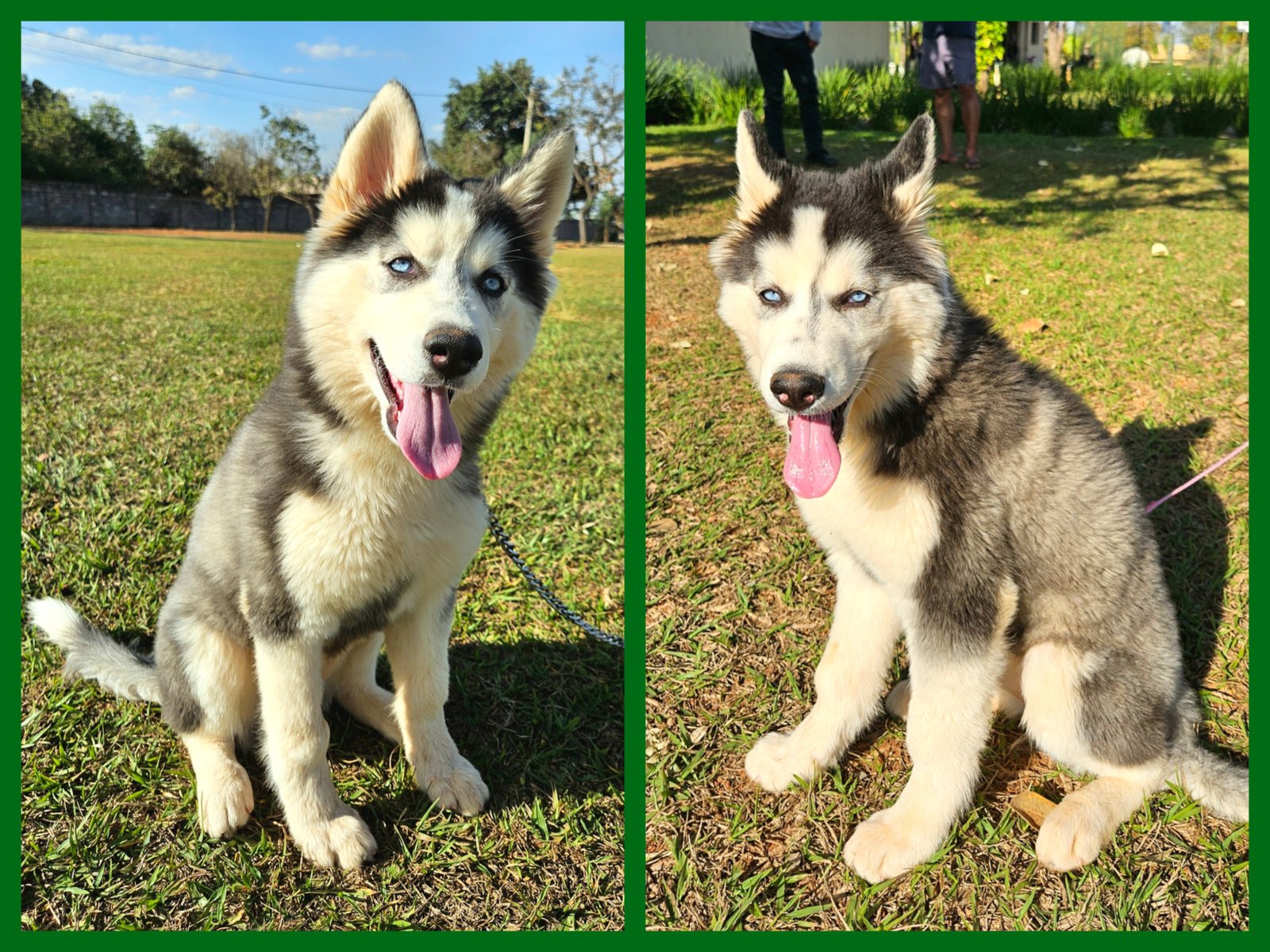 Husky Siberiano - Foto 2