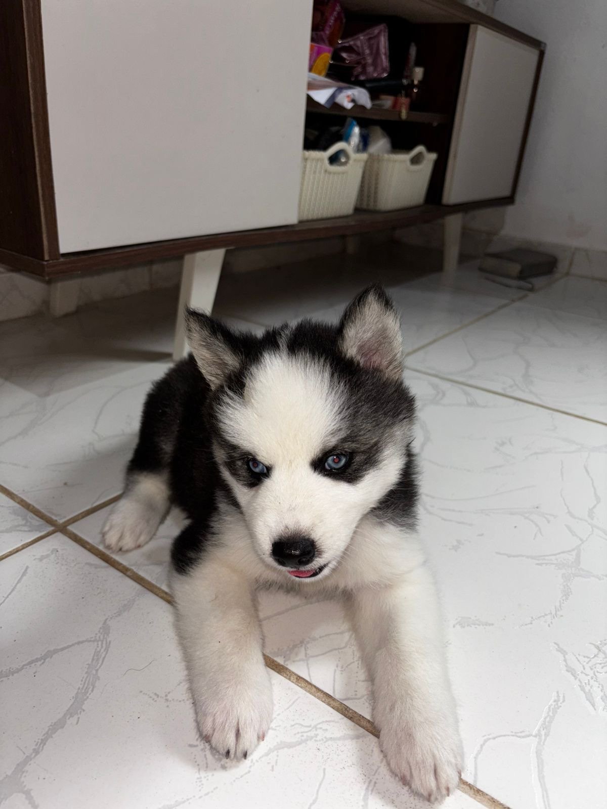 Husky siberiano  - Foto 4