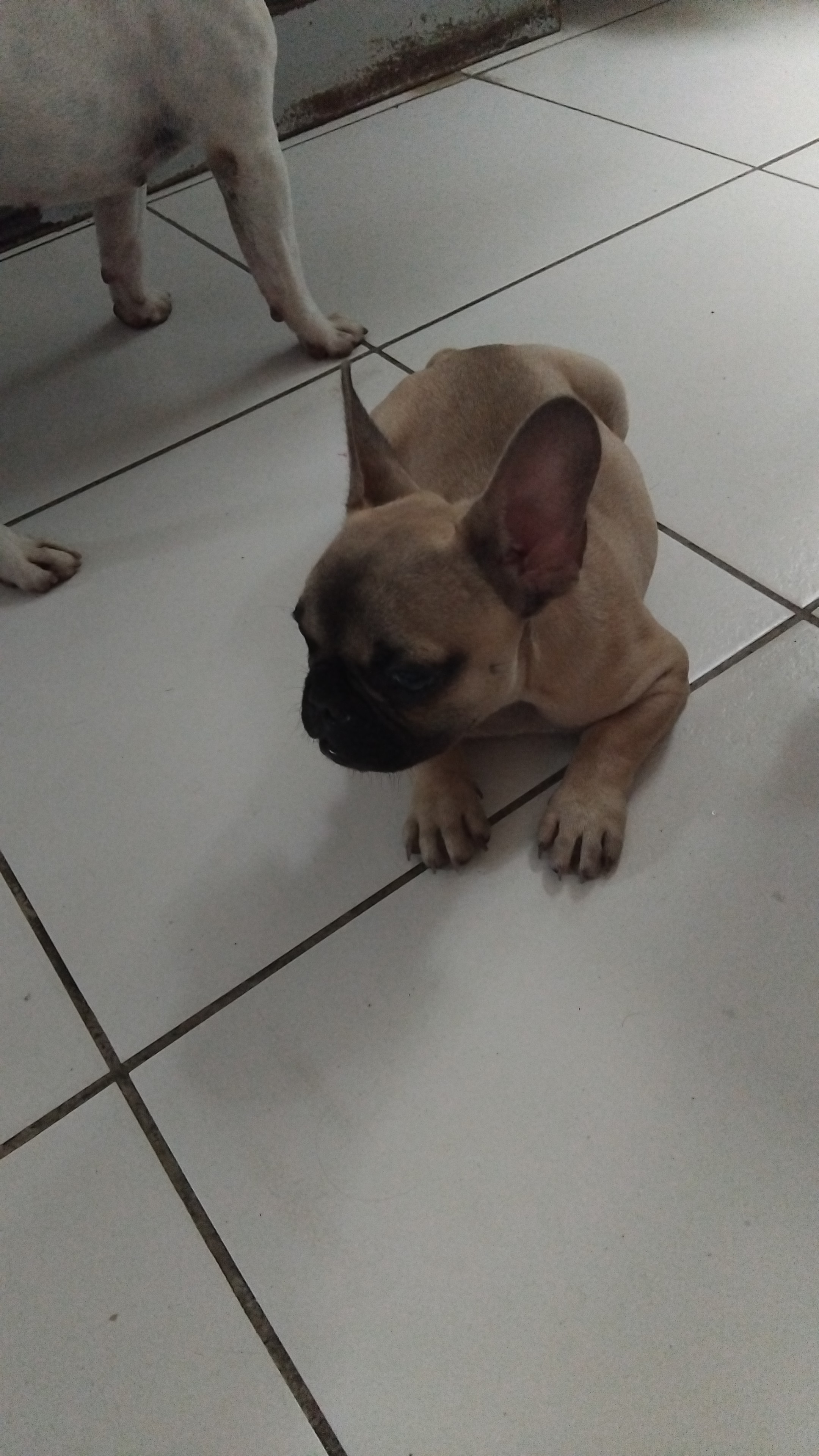 Buldogue Francês  - Foto 1