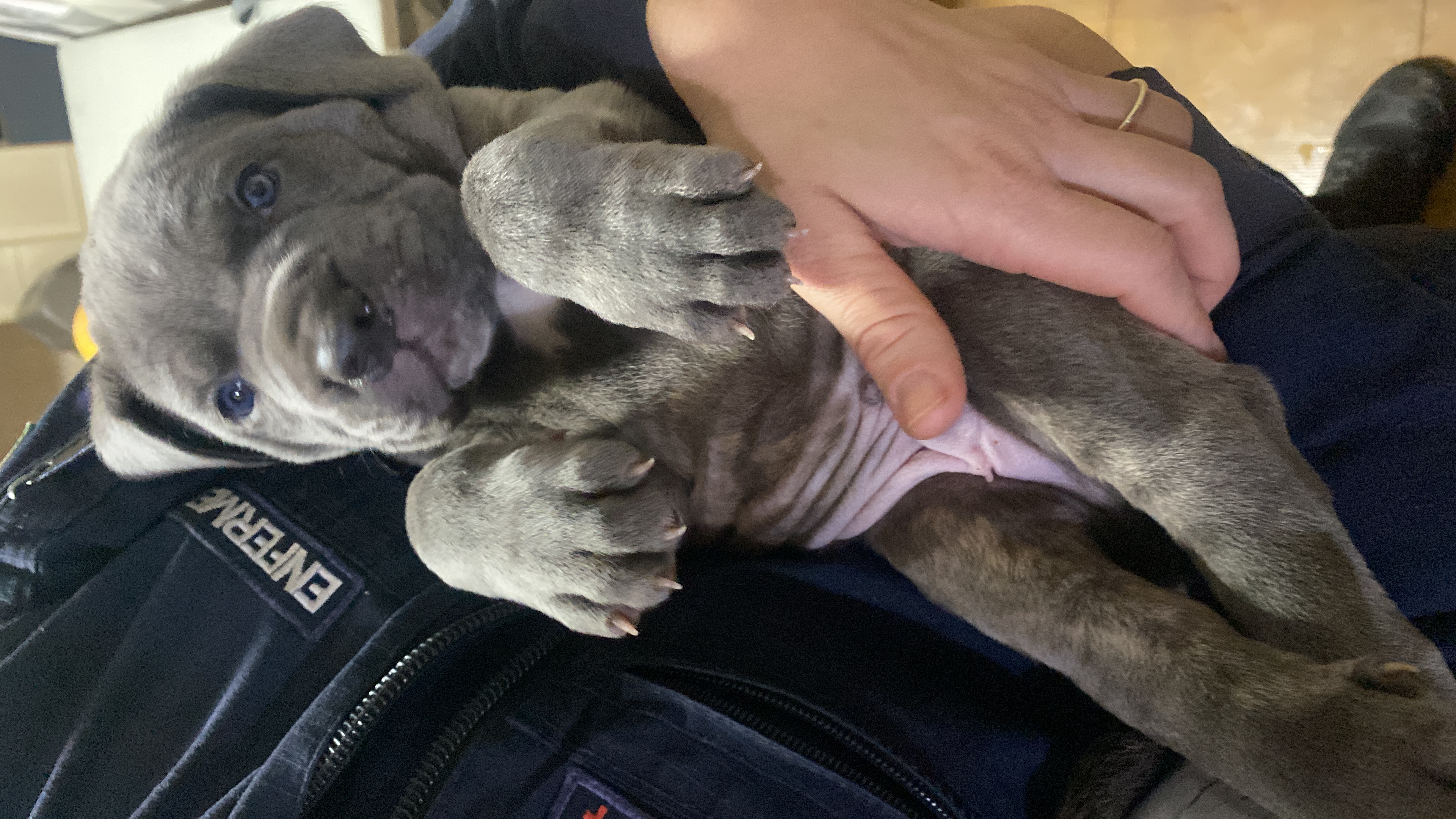 Portal Vendocão Cane corso italiano Brasília 