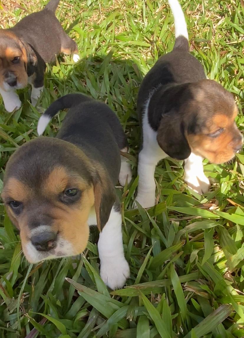 Portal Vendocão Vende-se filhote da raça beagle puros super dócil  Anita garibaldi 