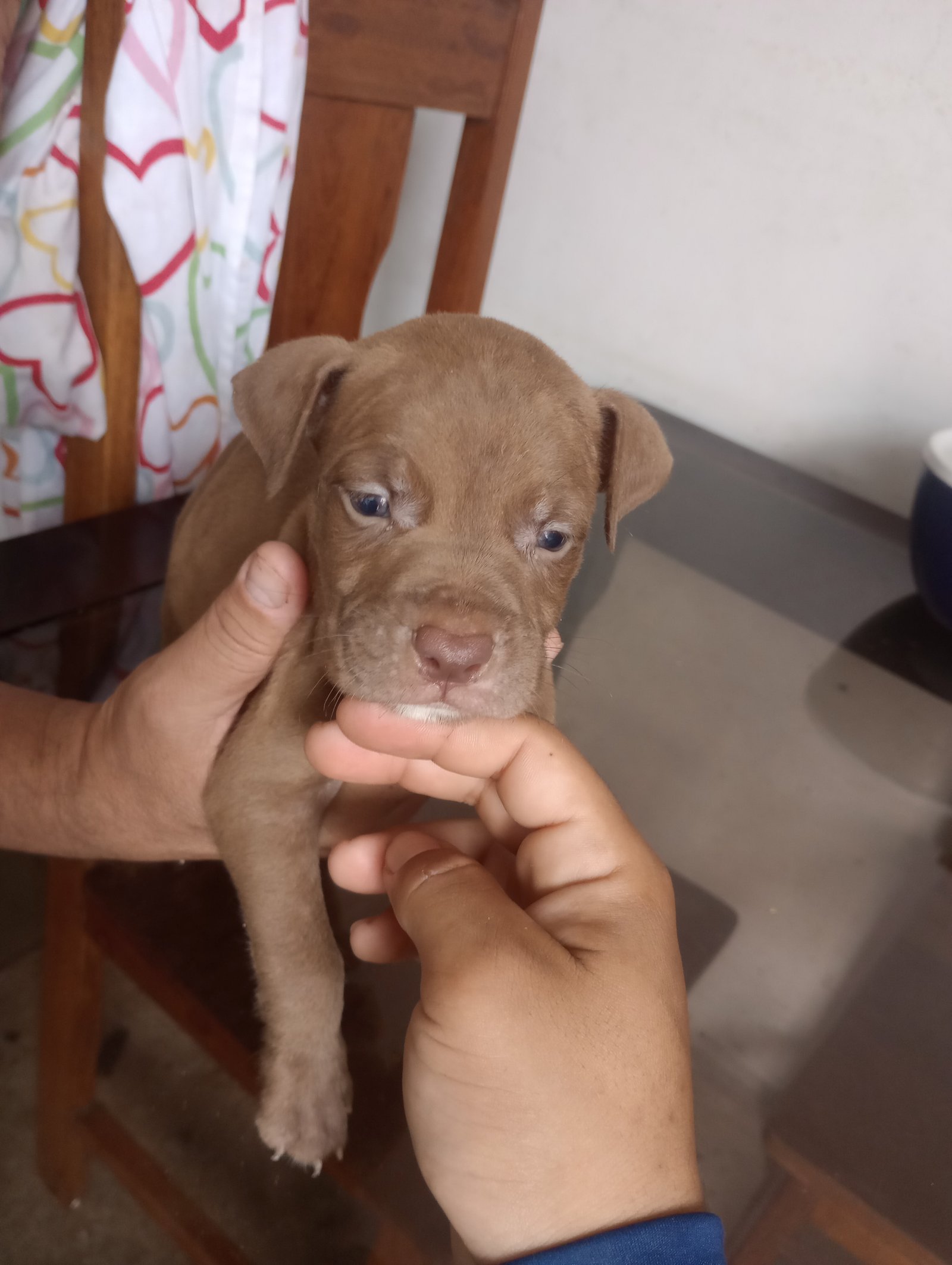 Filhote de Pitbull  - Foto 4