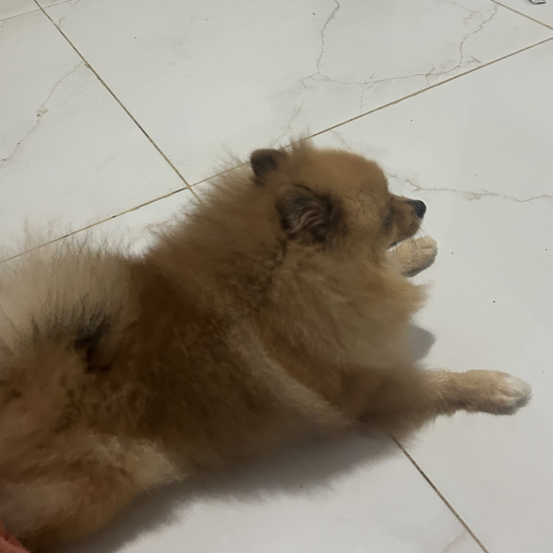 Spitz Alemão Macho – 2 anos  Disponibilizo Spitz Alemão macho, chamado Apolo, com 2 anos de idade.  O Apolo é um cão muito bonito, dócil, inteligente e companheiro. É uma raça conhecida por ser carinhosa, alerta e excelente para conviver com a família.  Informações:  * Raça: Spitz Alemão * Nome: Apo - Foto 1