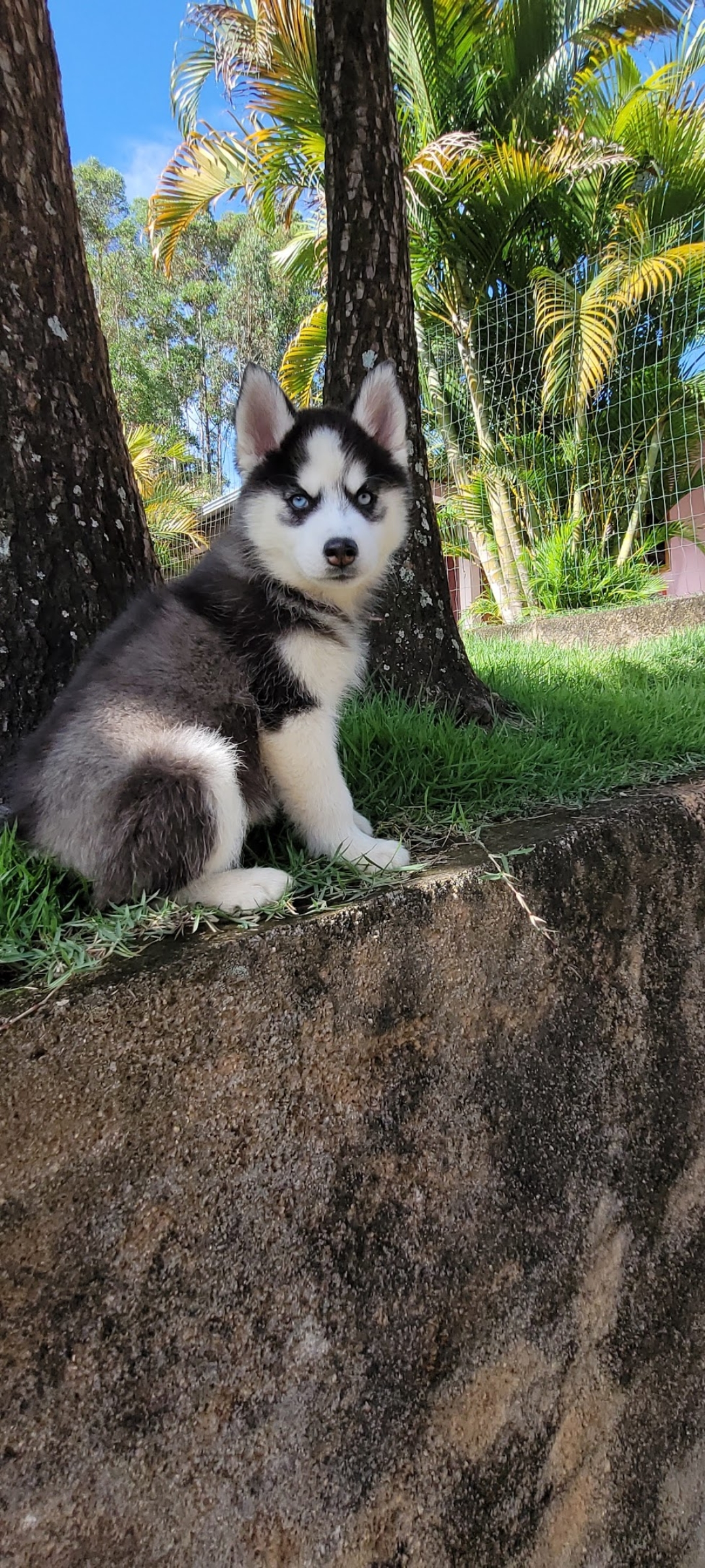 Filhote de Husky Siberiano 
