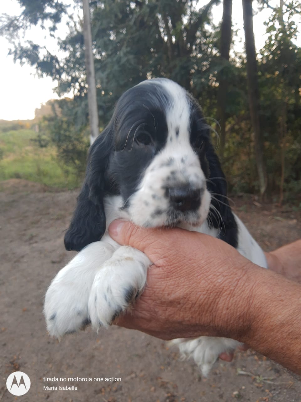 Belos Filhotes Cocker Spaniel Inglês c/pedigree e microchipe - Foto 2