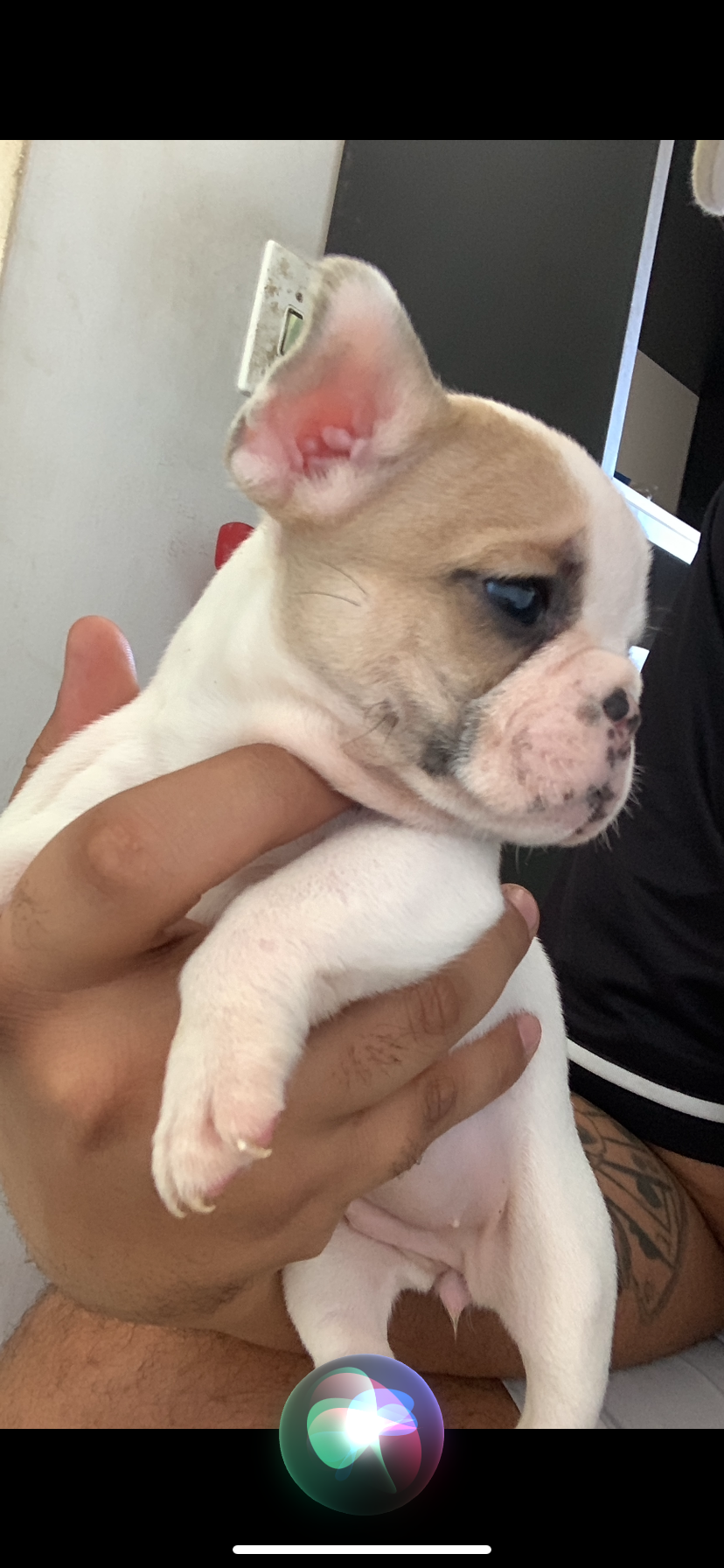 Buldogue francês  - Foto 2
