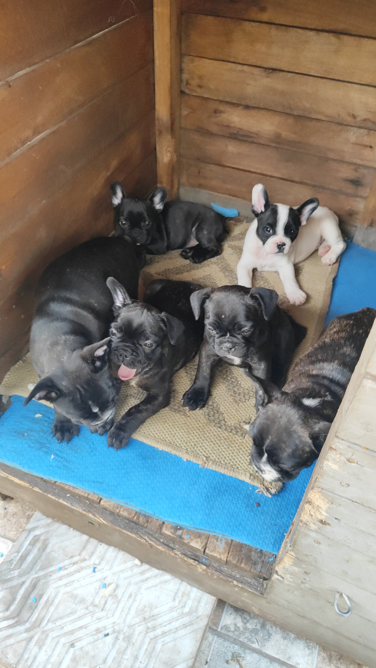 Filhotes fêmeas de Buldogue  - Foto 5