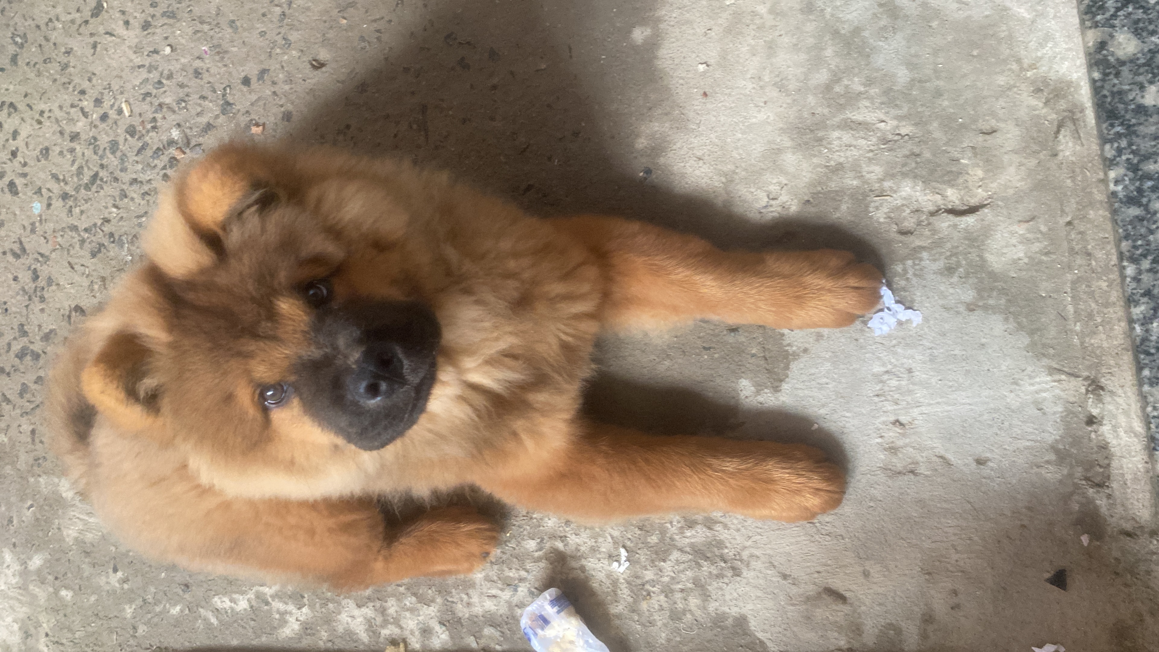 Portal Vendocão Filhote de chow chow Feira de Santana 