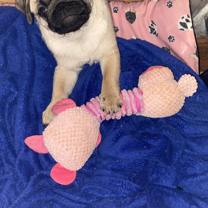 Filhote de Pug abricot macho - Foto 2