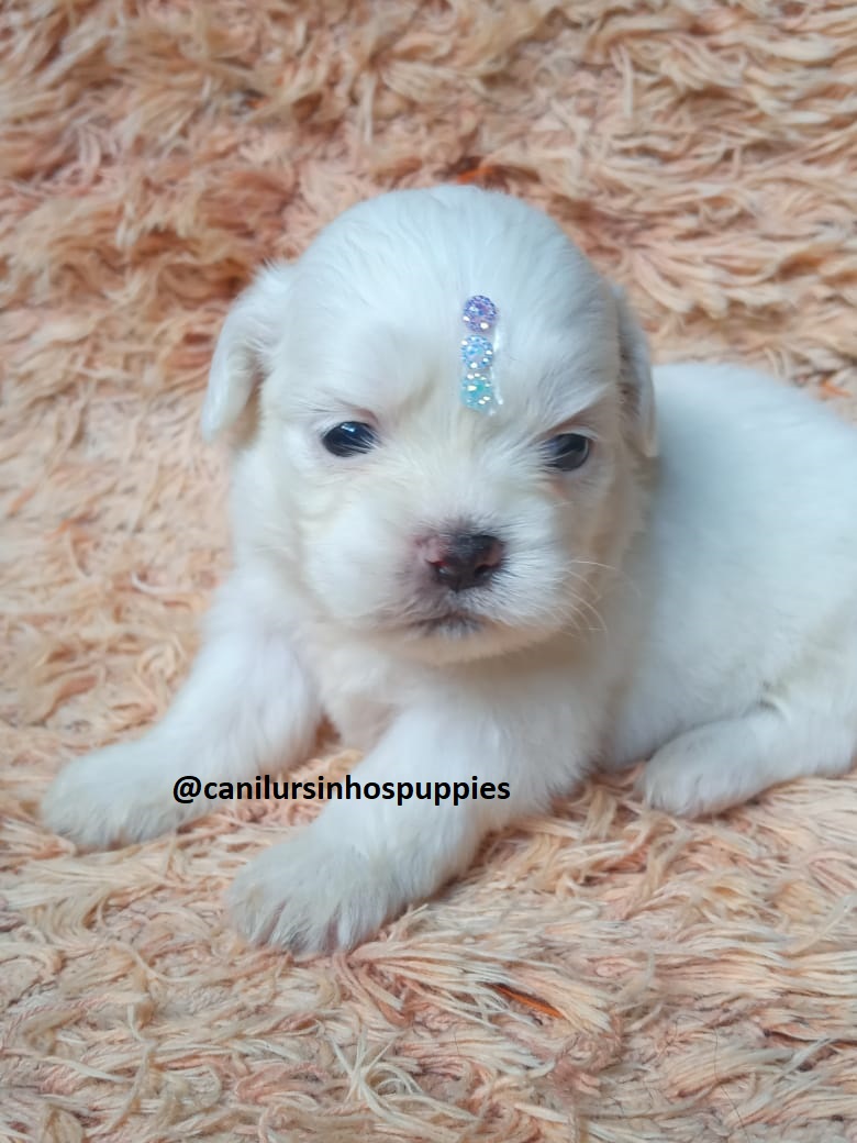 maltes lindos bebes pronta entrega #CANILURSINHOSPUPPIES  - Foto 1