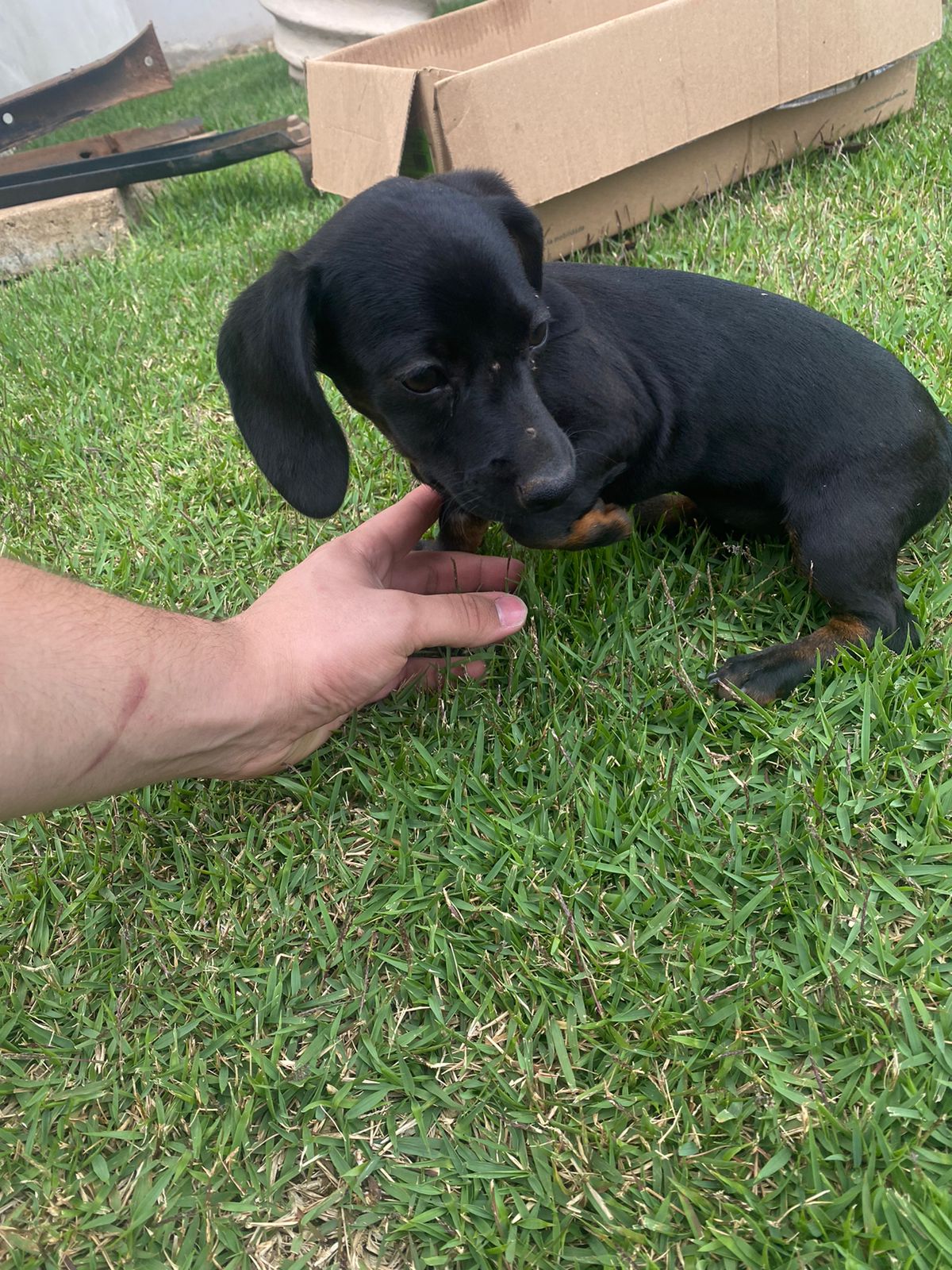 Portal Vendocão Lindos filhotes de Dachshund Sertão