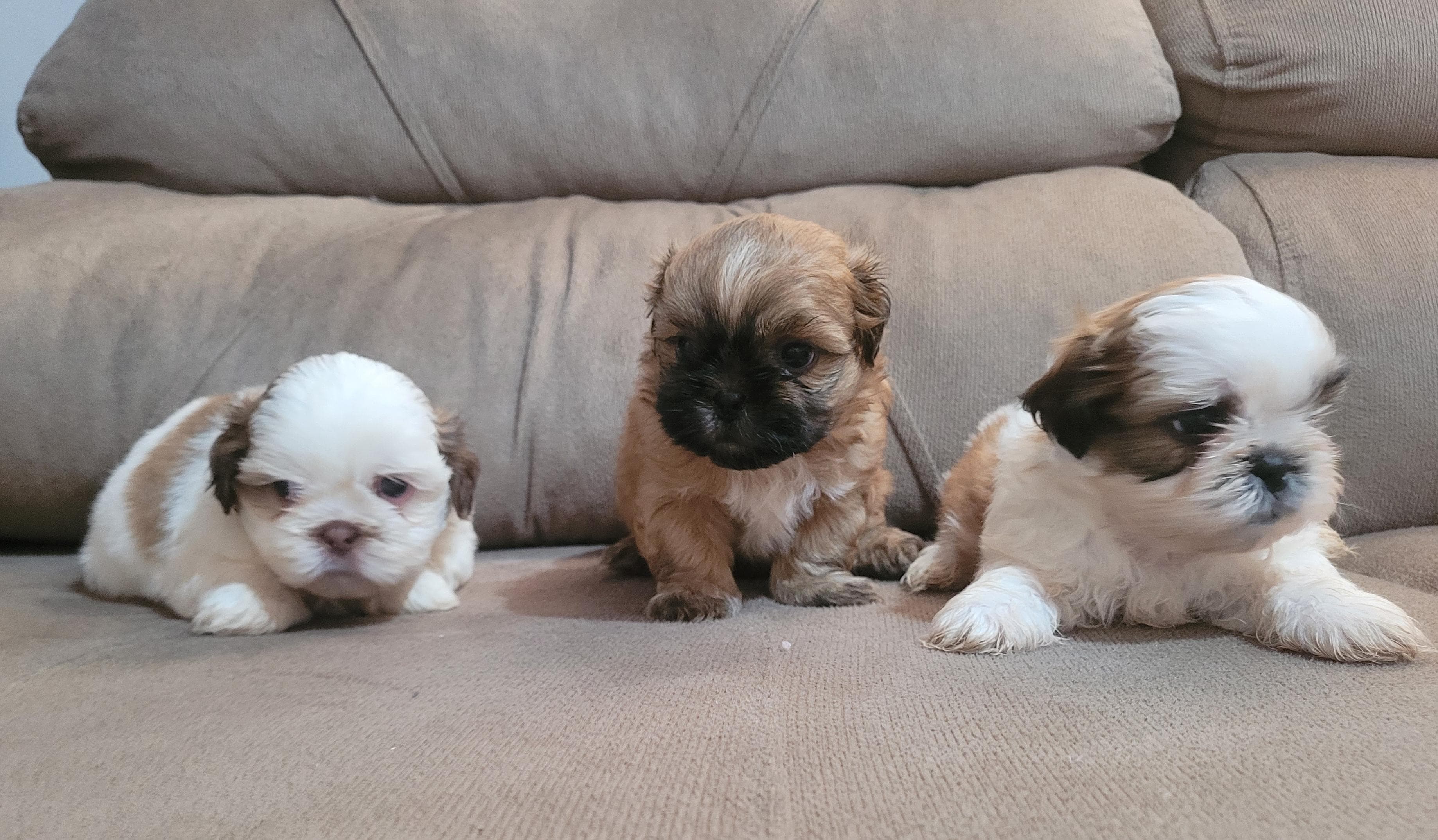 Portal Vendocão Filhotes de Shih Tzu  Cassia