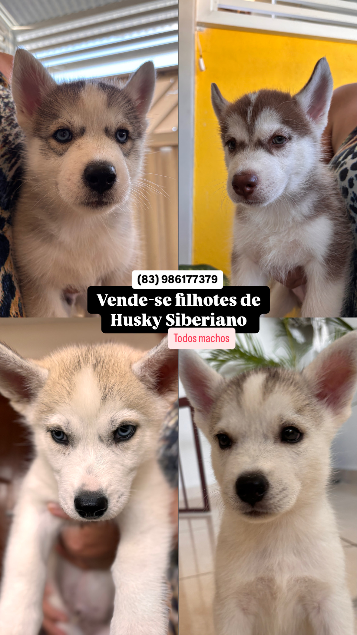 Portal Vendocão Vendo filhotes de Husky Siberiano  Santa Rita 