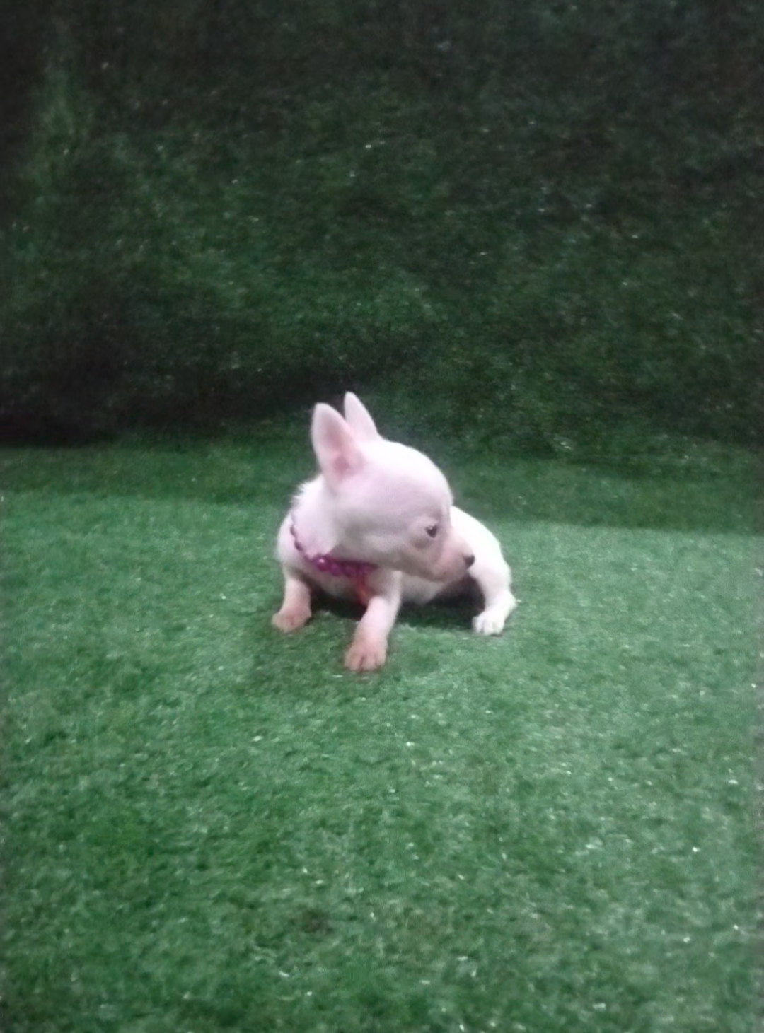 Portal Vendocão Pinscher branca exótica  Vila velha 