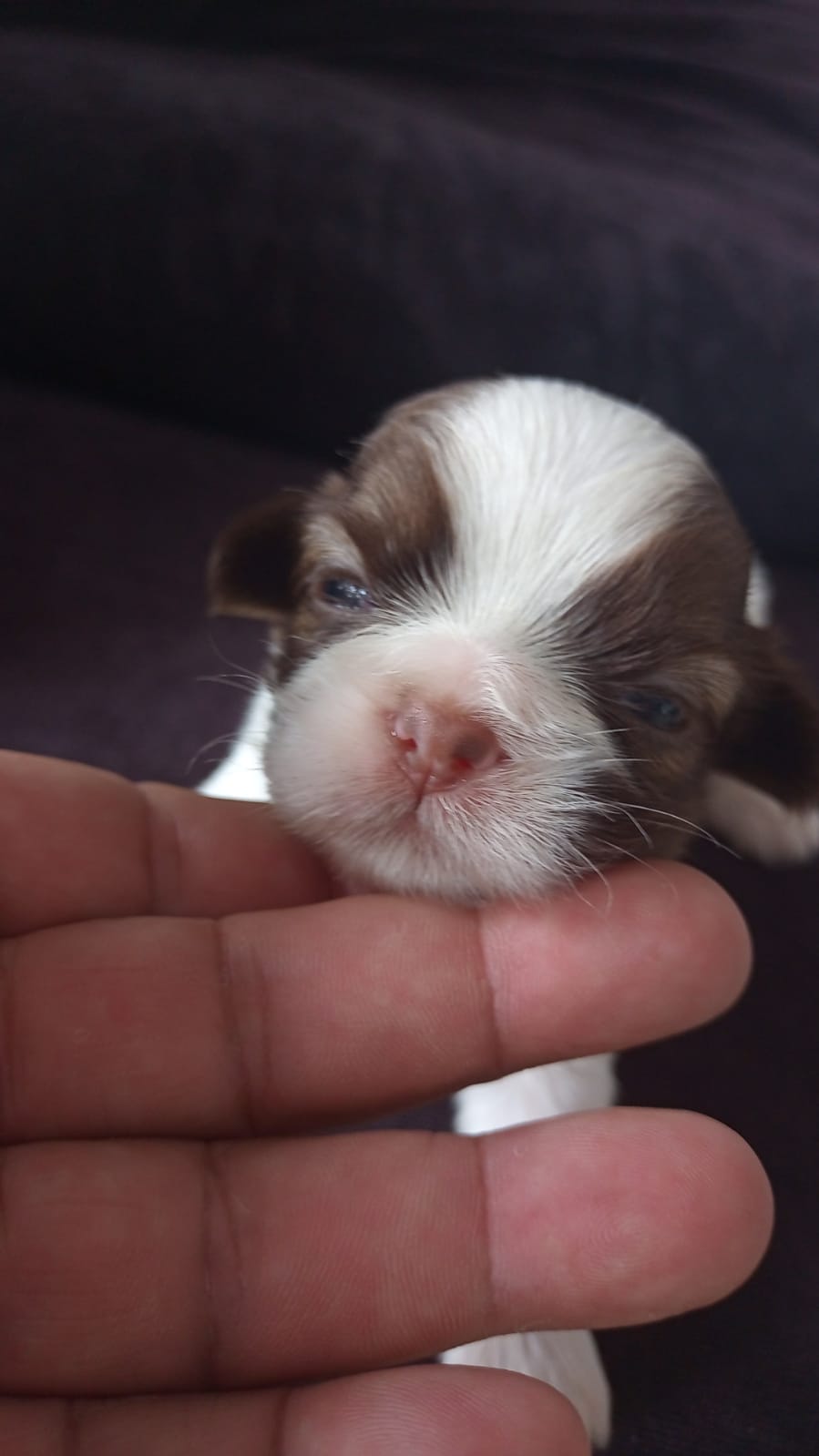 Portal Vendocão Macho da raça Shihtzu linhagem figado Belém