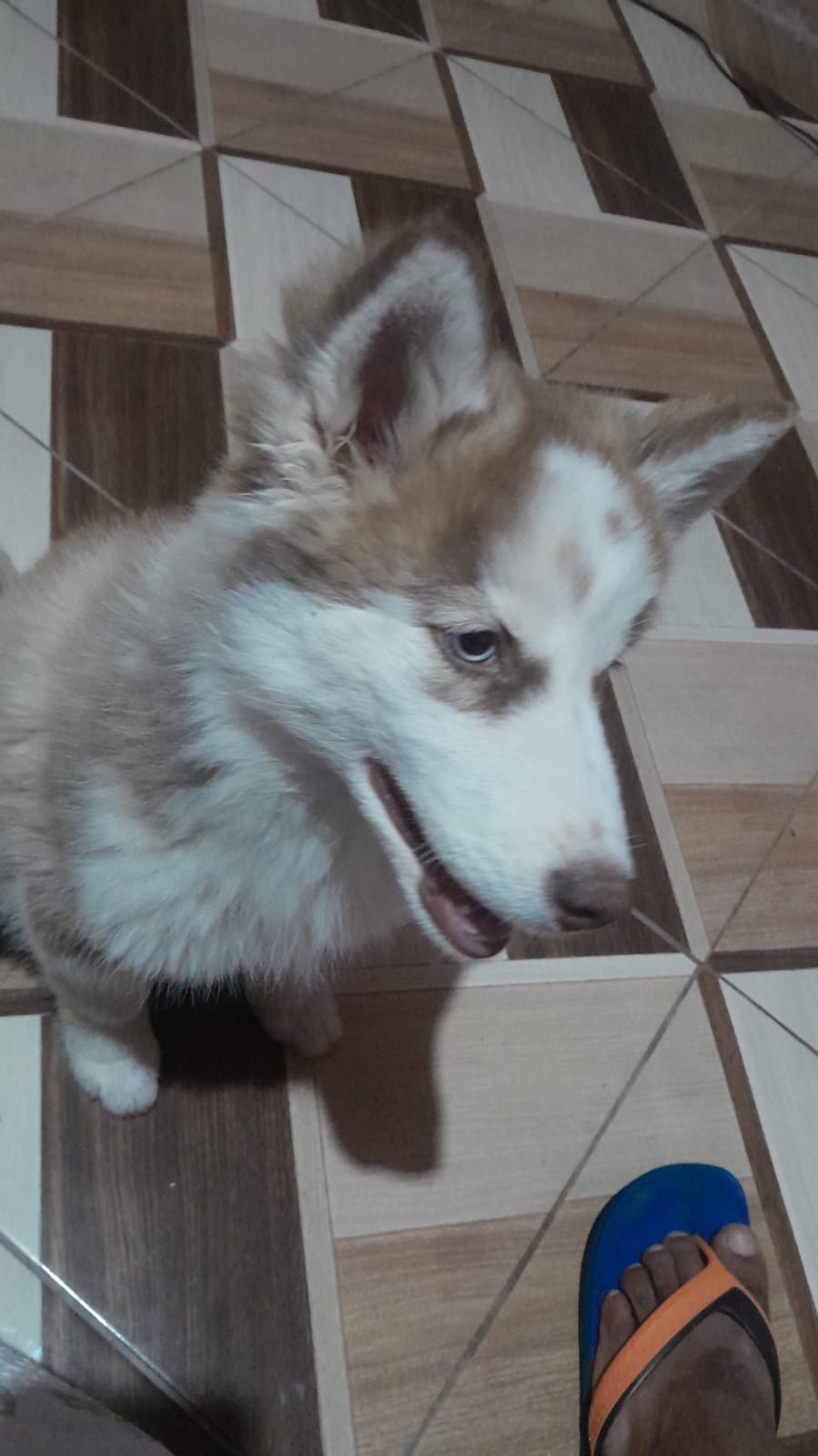 Husky Siberiano - Foto 1