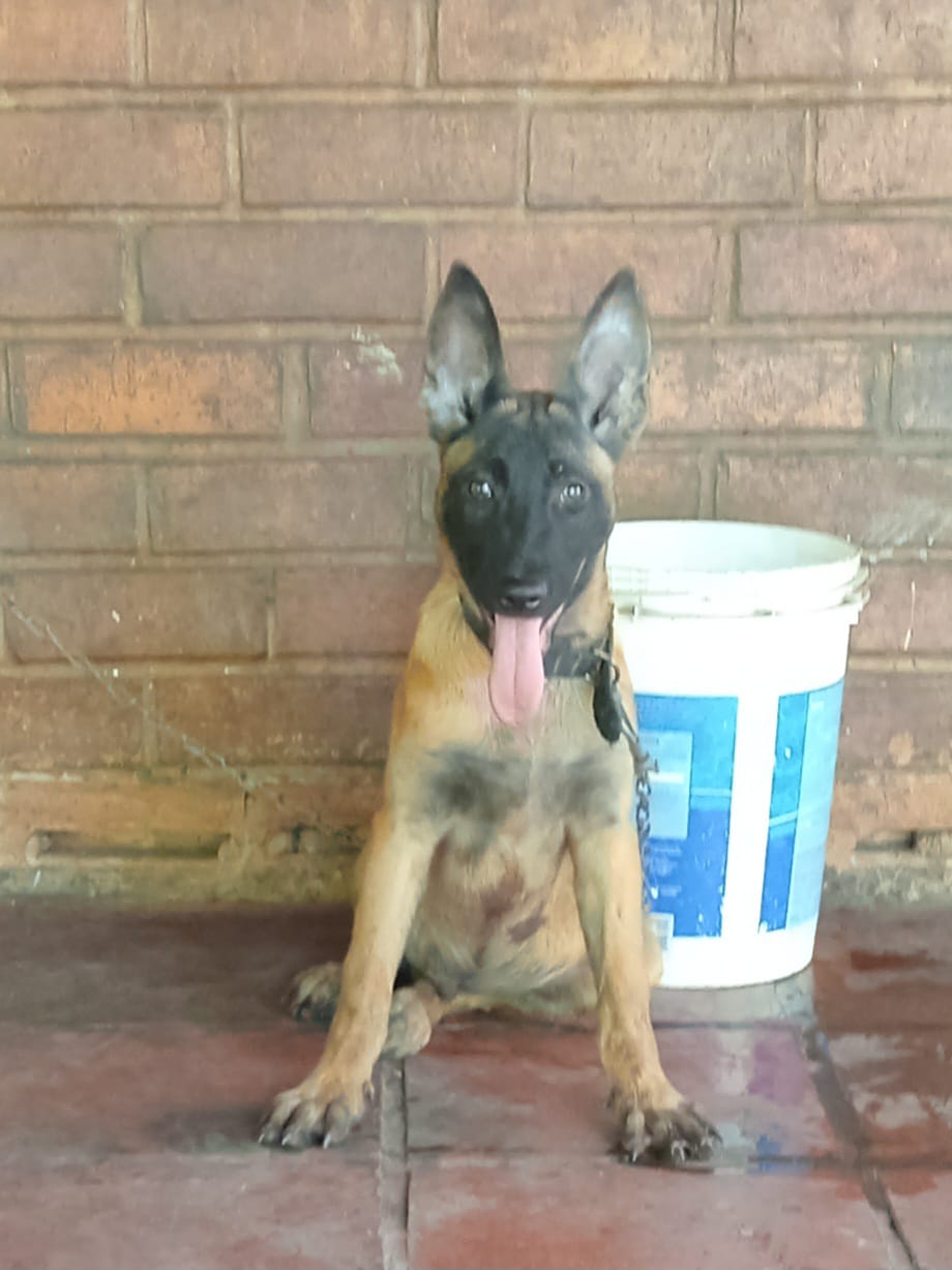 Portal Vendocão Pastor Belga Malinois (Filhote) Teresina