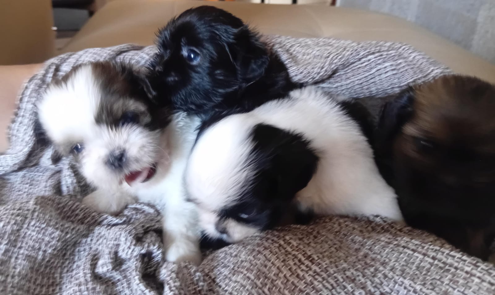 Filhotes shih Tzu  - Foto 3