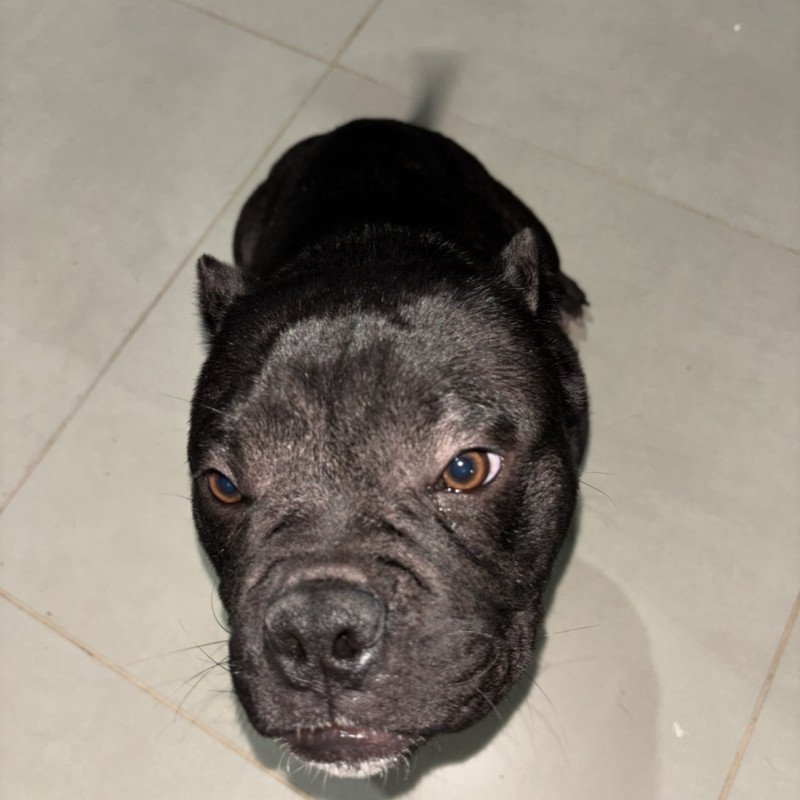 Filhote American bully pocket black - Foto 3