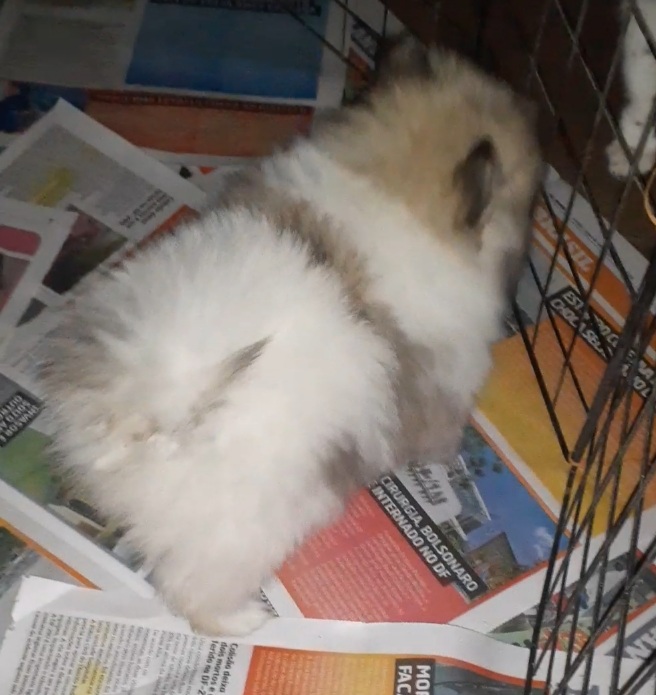 Lindo machinho de Lulu da pomerania anão vacinado verificado com pedgree parte color portador de chocolate branco neve pérola e laranja um presente inesquecível wp pra fotos e vídeos  - Foto 3