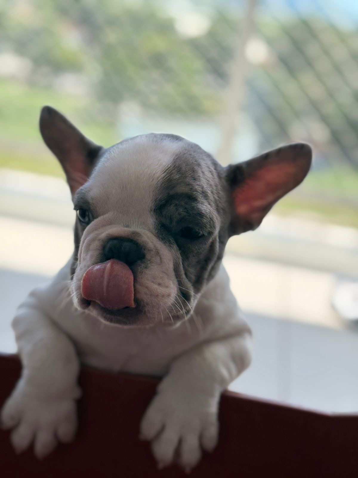 Portal Vendocão Buldogue francês  Rio de Janeiro 