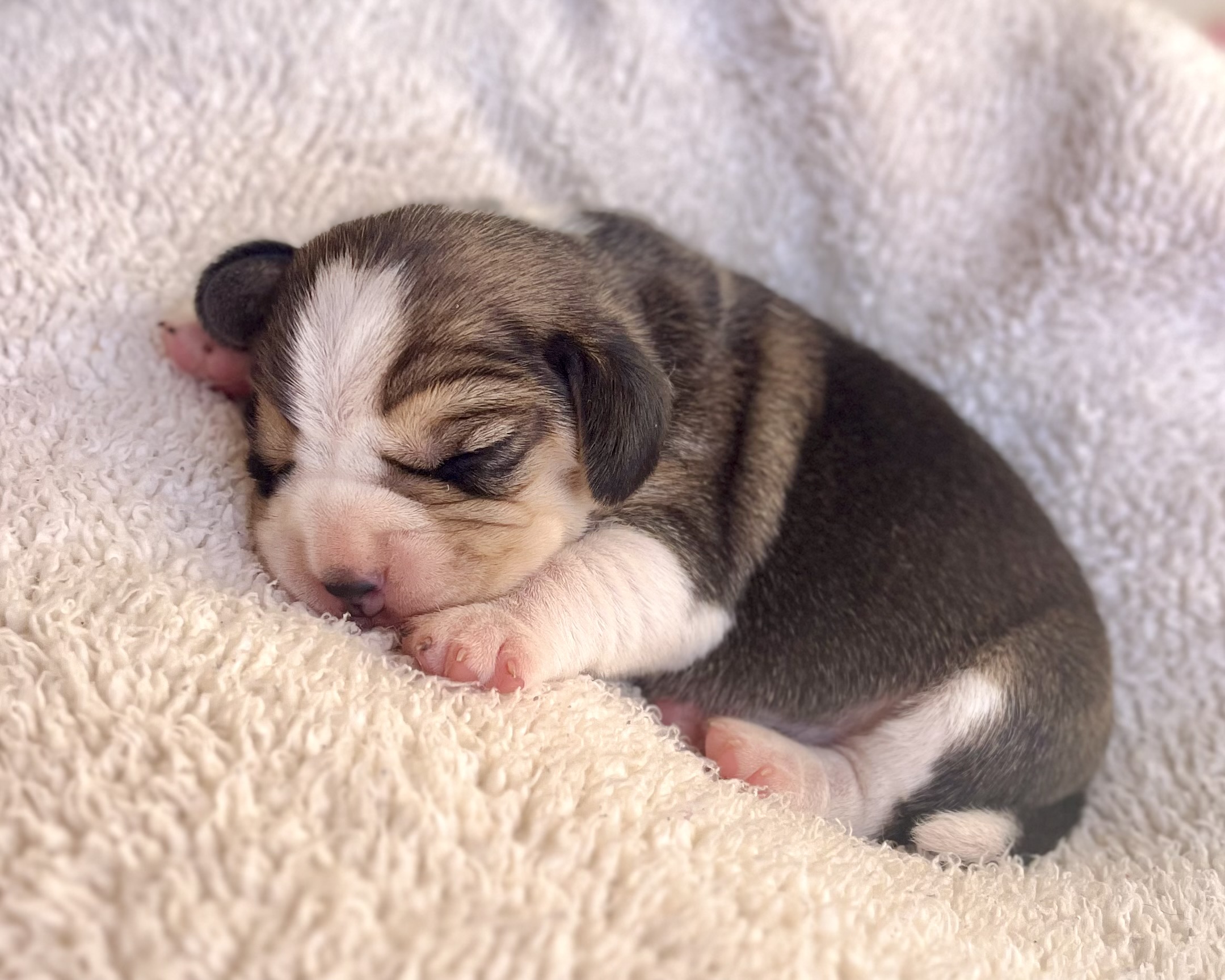 Beagle - Foto 1