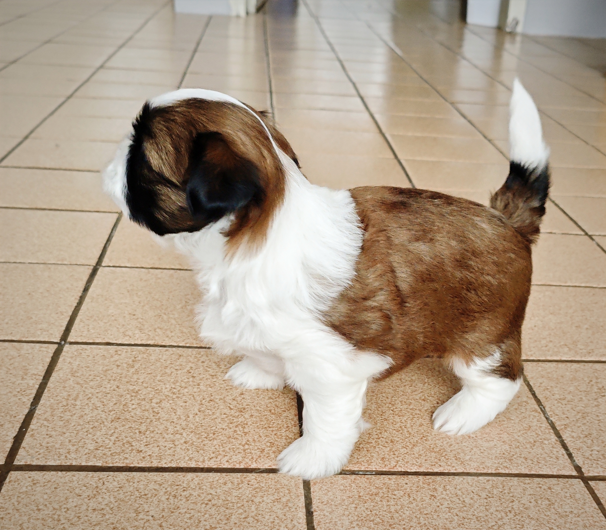 Portal Vendocão Venda Maceió