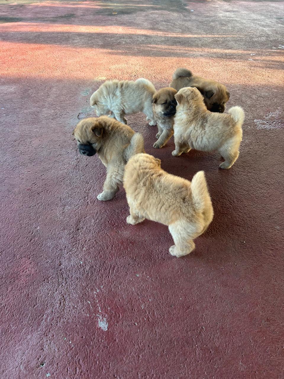 Portal Vendocão Filhotes de chow chow natal