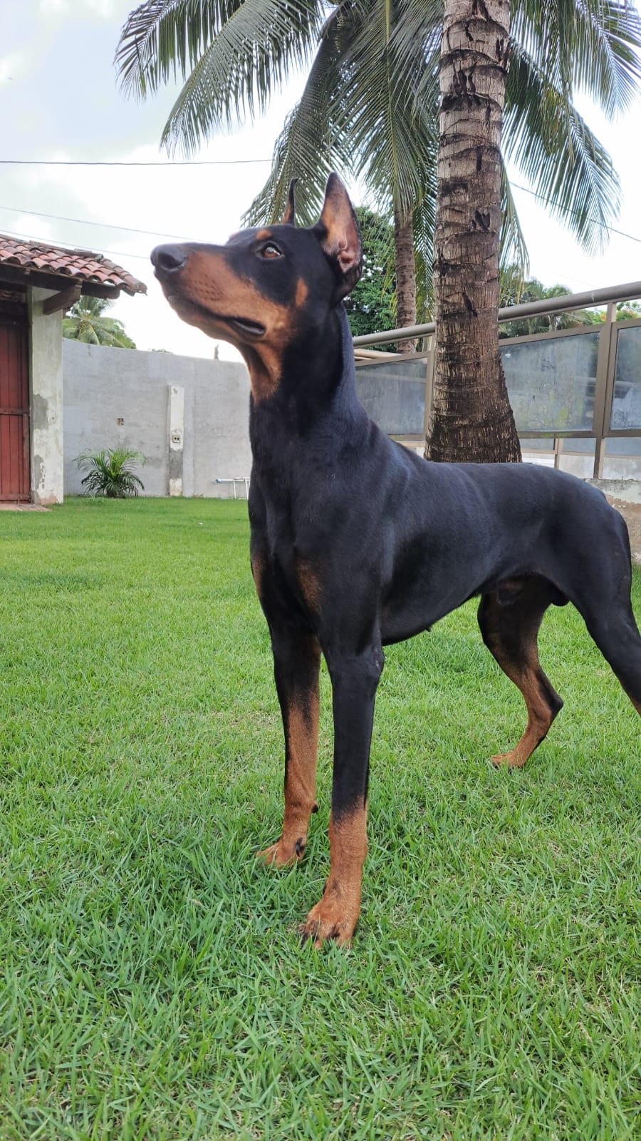 Portal Vendocão Vendo filhotes de doberman  Araçás 
