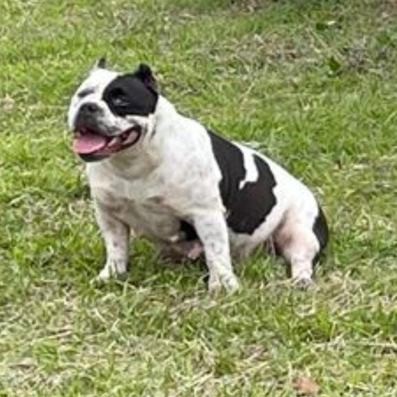Cachorro american bully - Foto 4