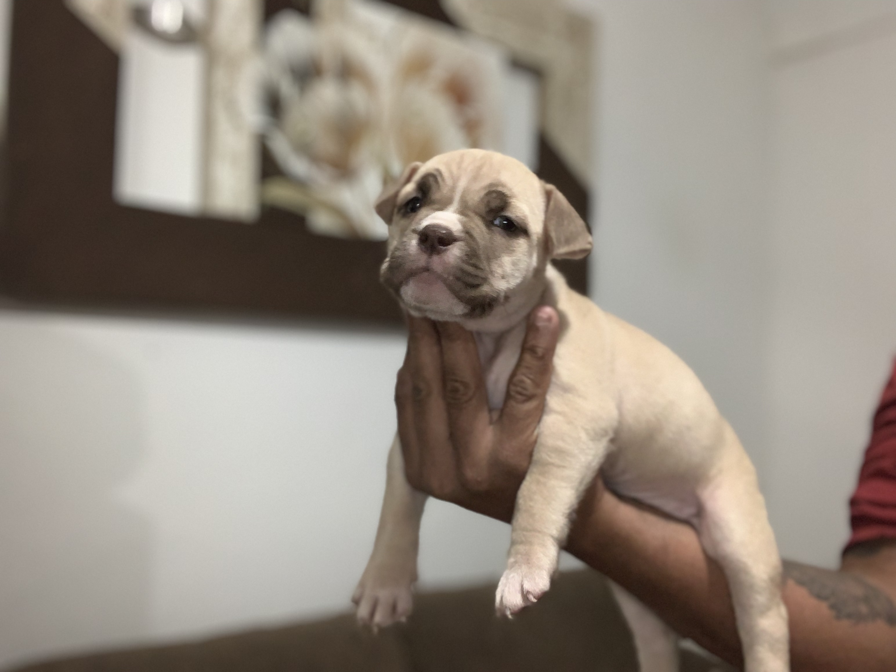 Portal Vendocão Filhotes American Bully  Juiz de Fora 