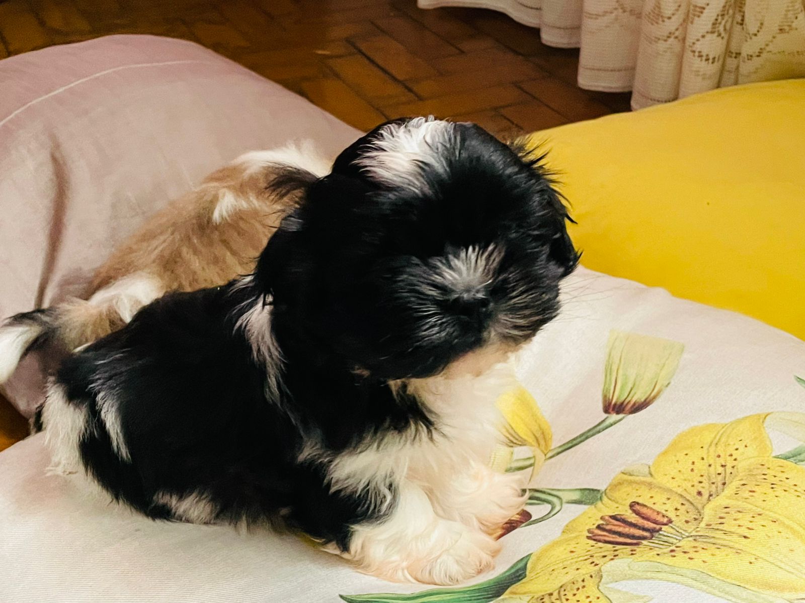 Portal Vendocão Vendo Filhotes Shih Tzu Pirassununga 