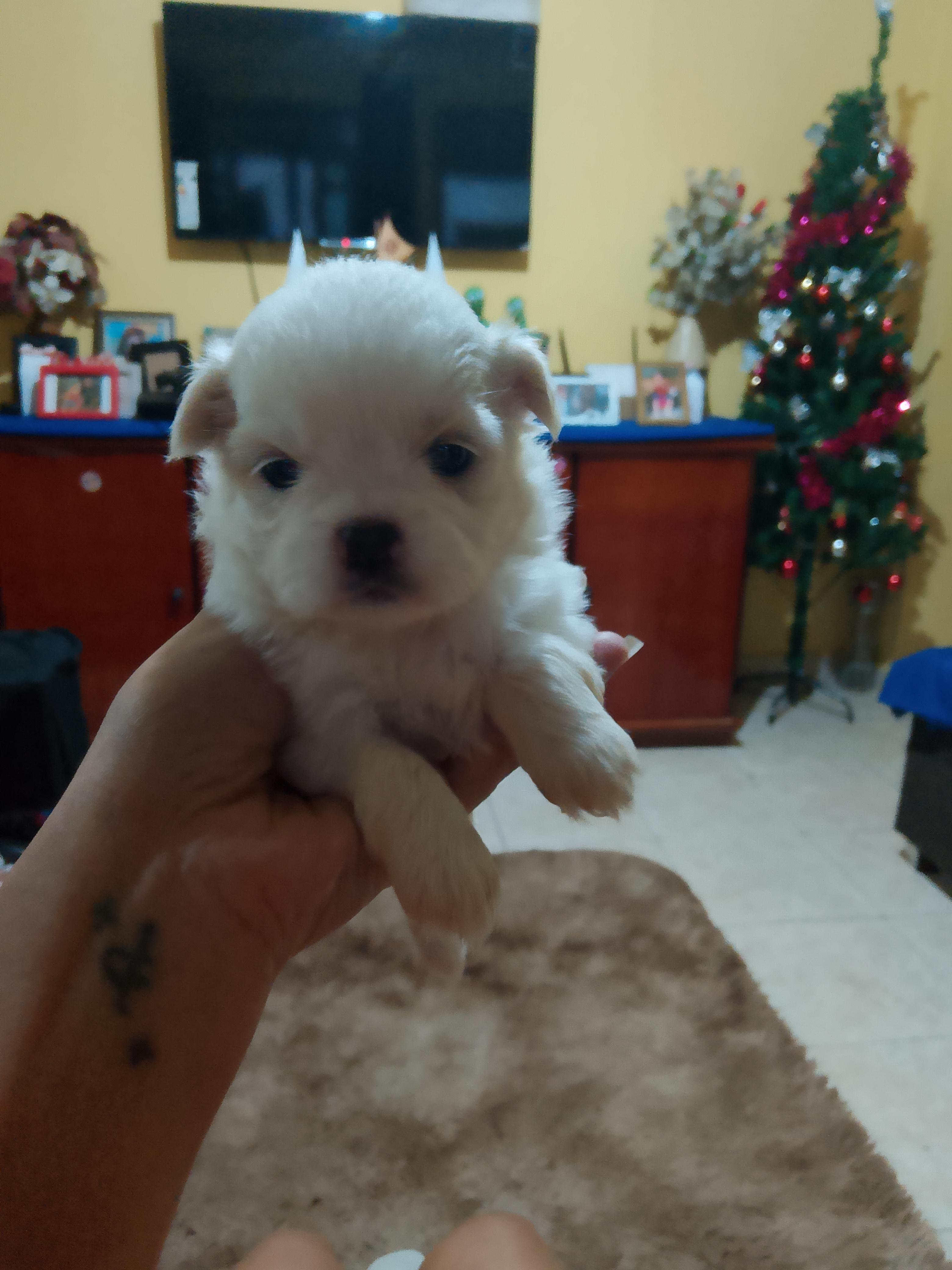 Shih Tzu - Foto 1