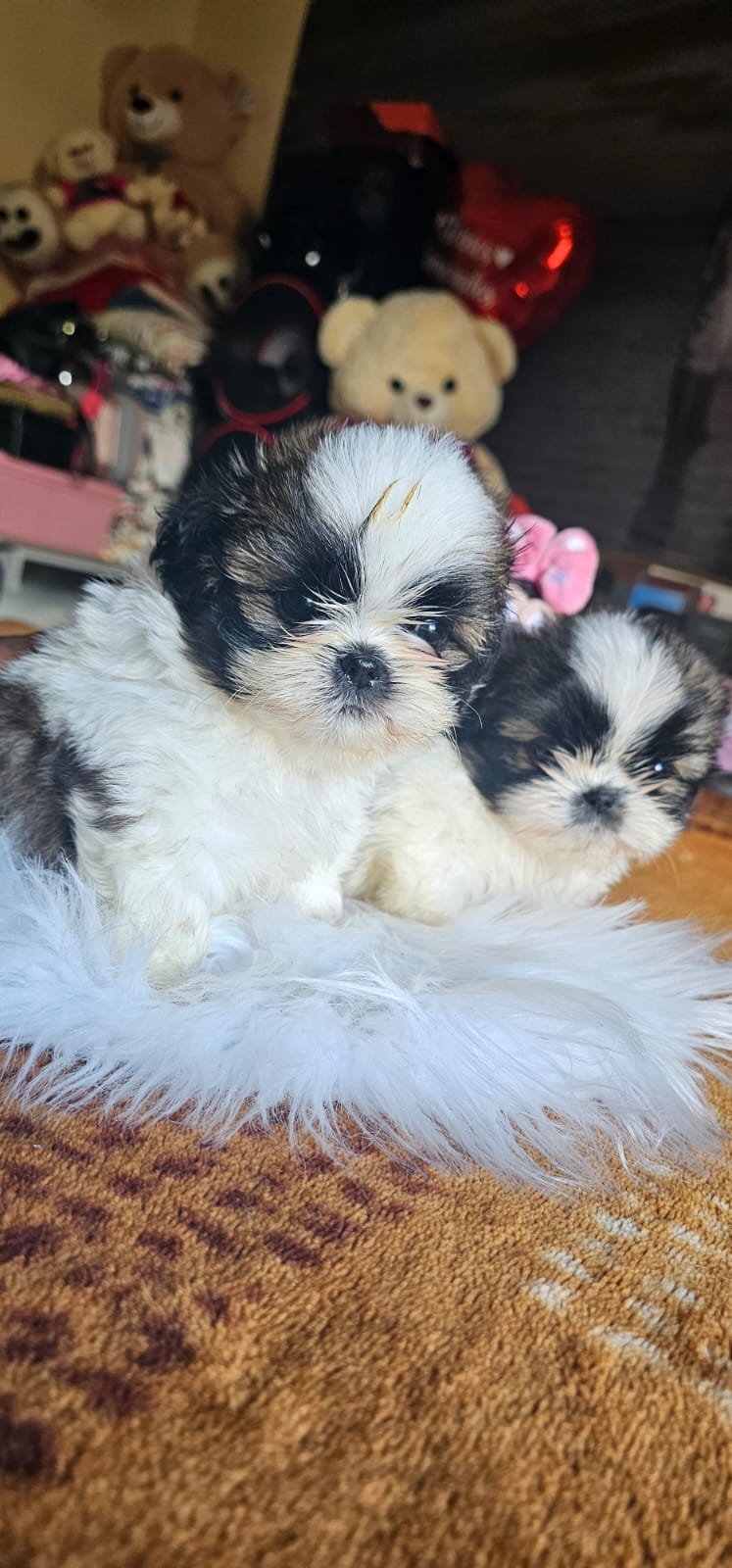 Portal Vendocão Vendo filhotes de shih tzu  Ilhéus