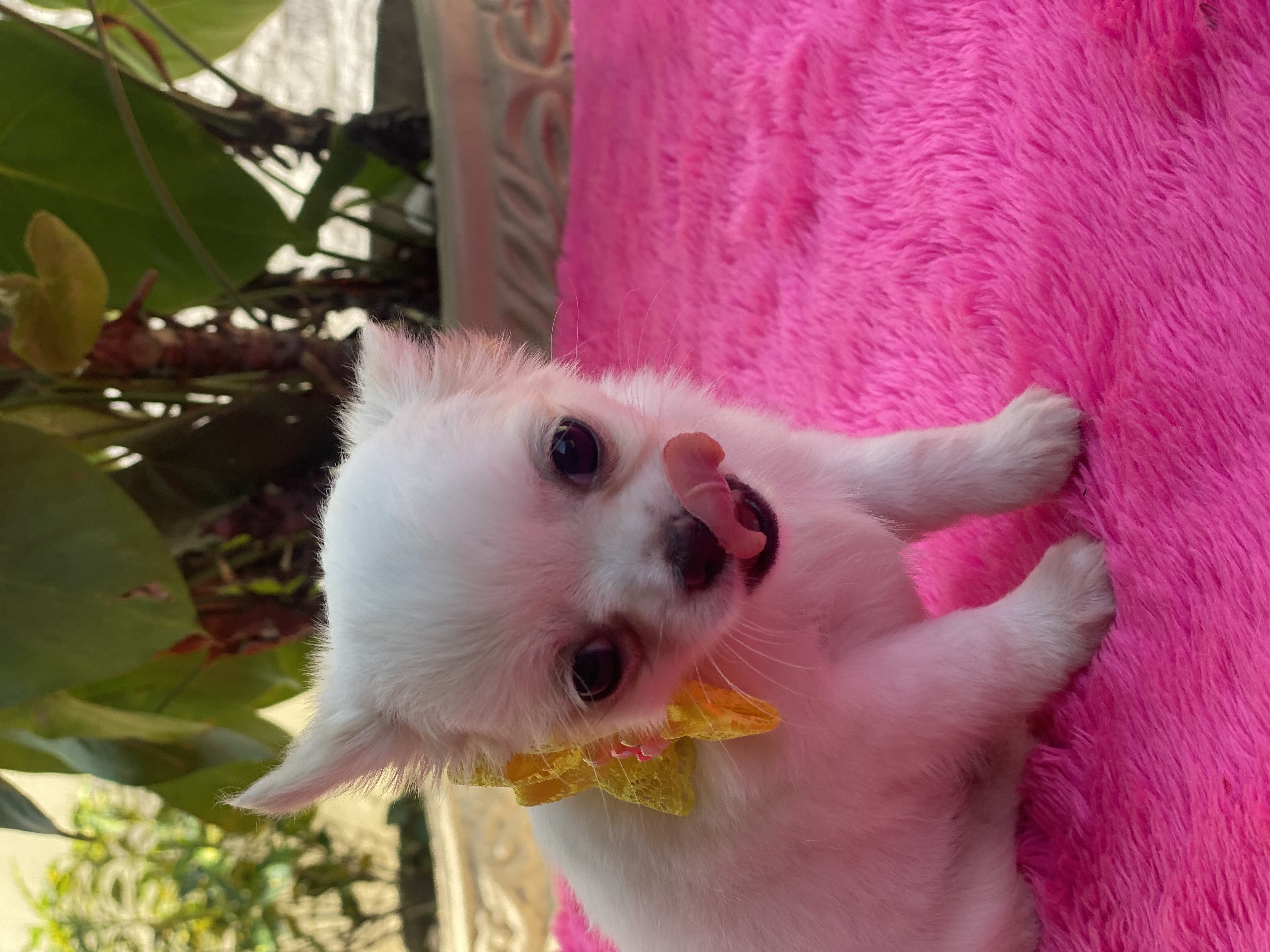 Portal Vendocão Chihuahua fêmea pelo longo Nova Iguaçu 