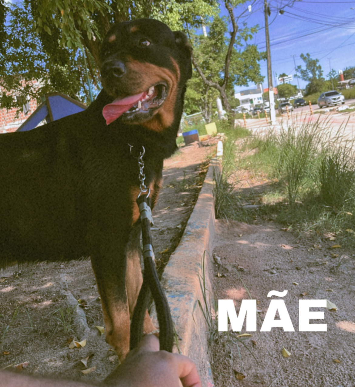 Filhotes de Rottweiler femeas - Foto 4