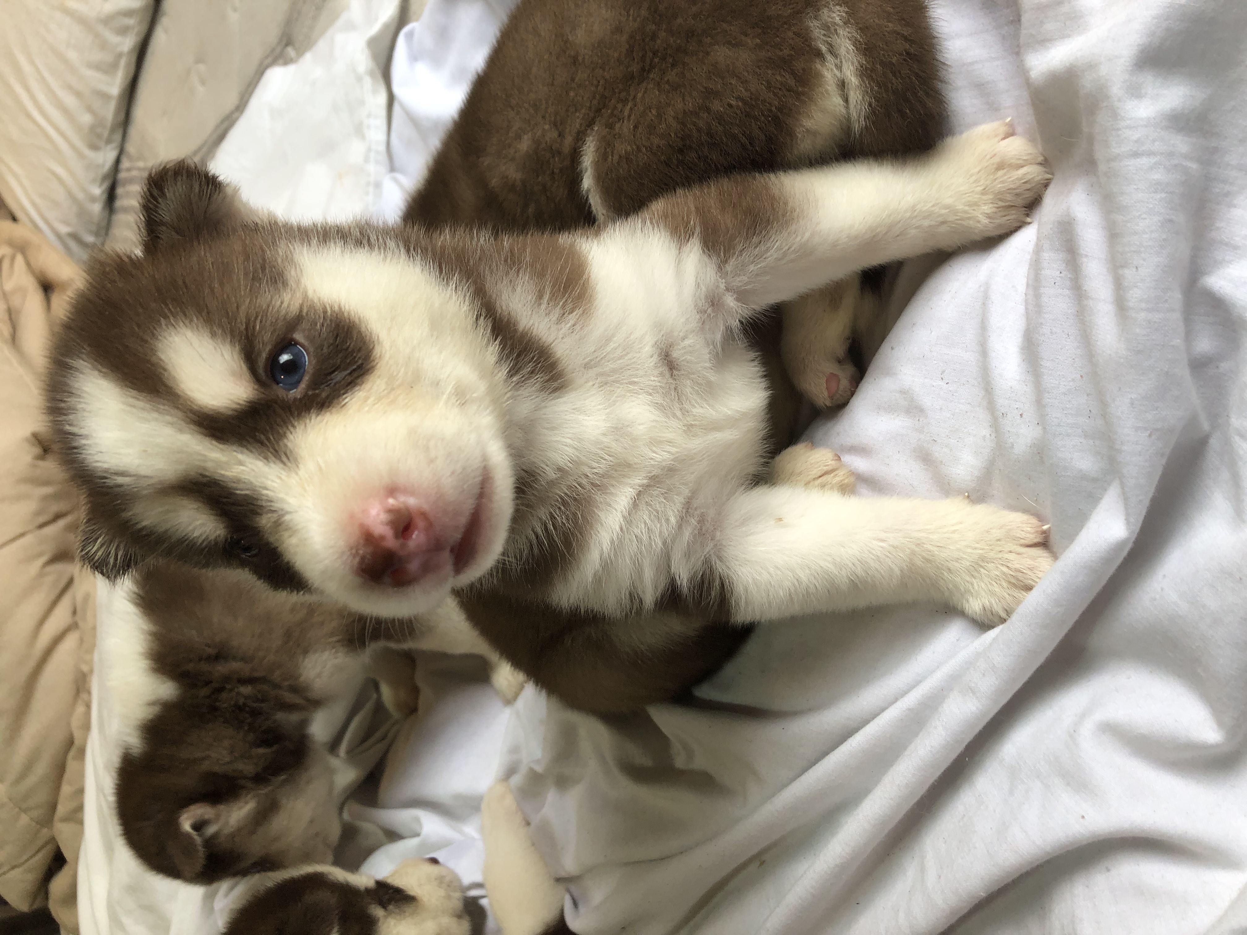 Portal Vendocão Husky siberiano  Jaraguá do Sul