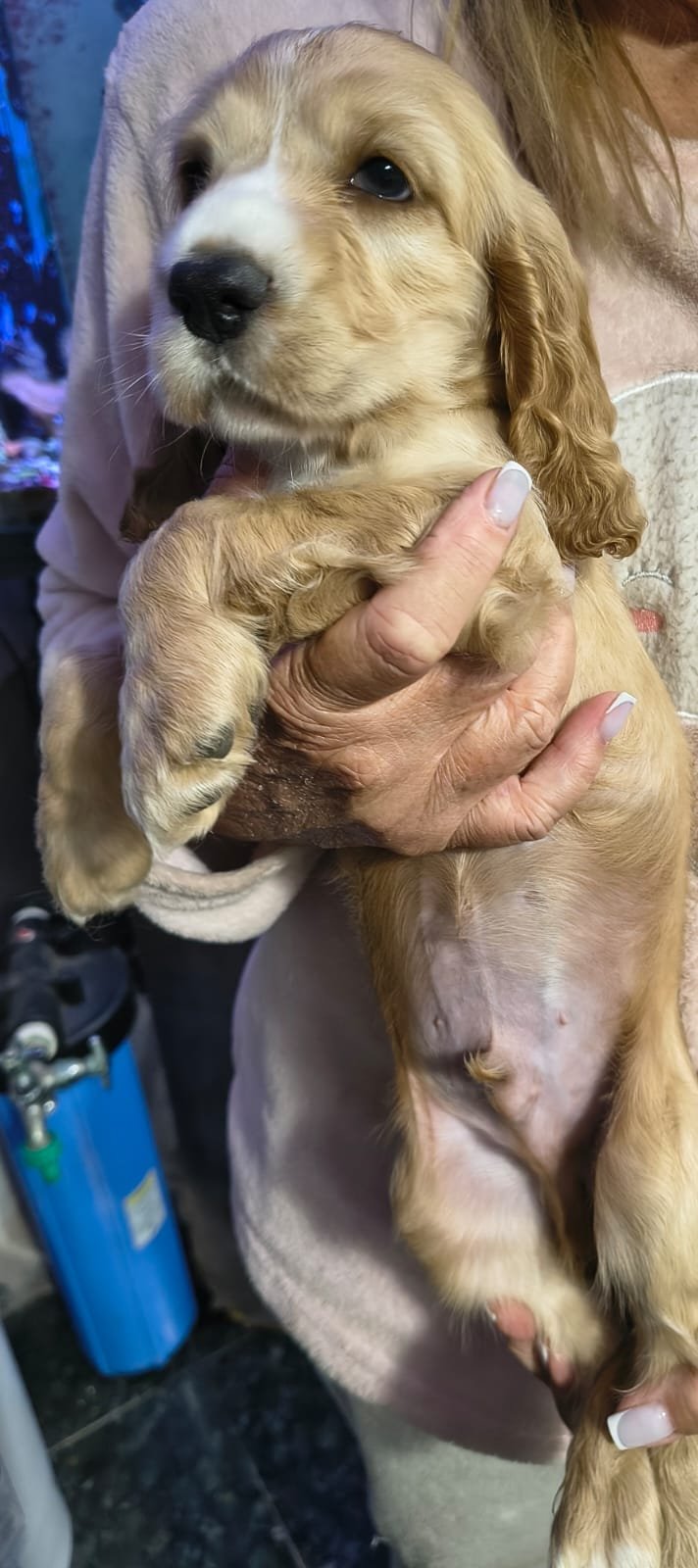 Lindo filhote macho de Cocker Spaniel Inglês