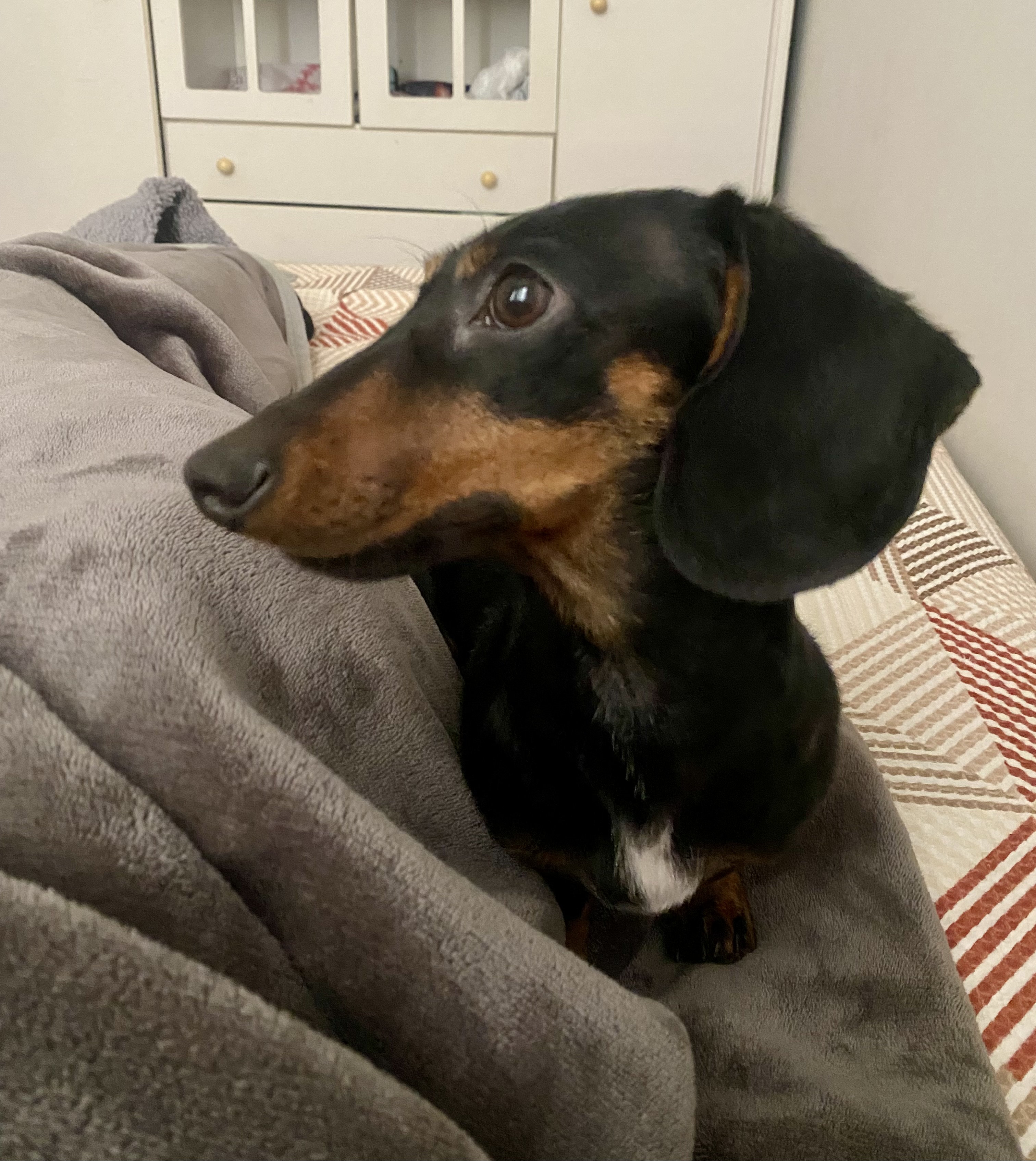 Portal Vendocão Salsicha Dachshund  Marialva
