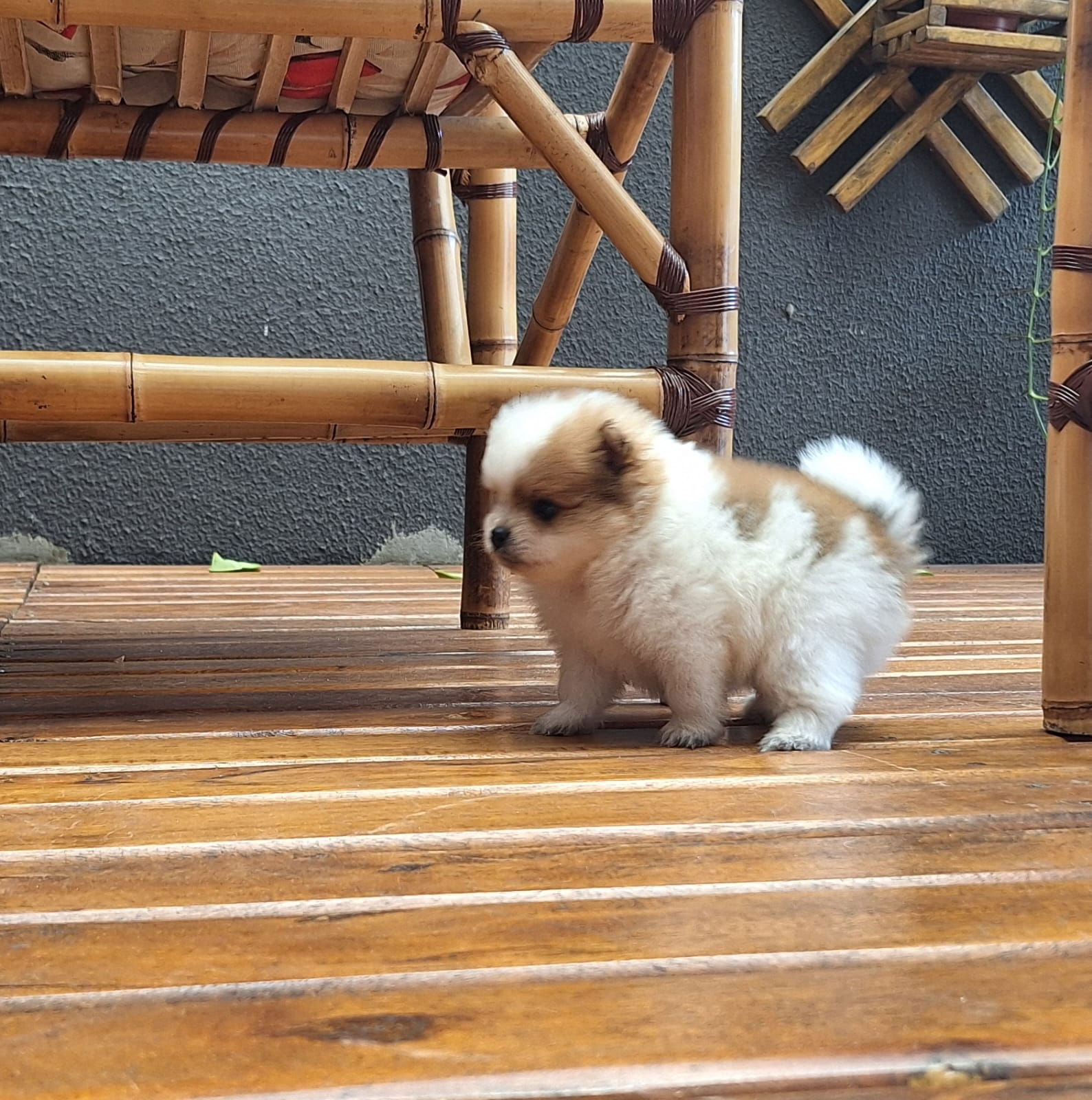 Portal Vendocão 2 filhotes de spitz alemão (macho) LONDRINA