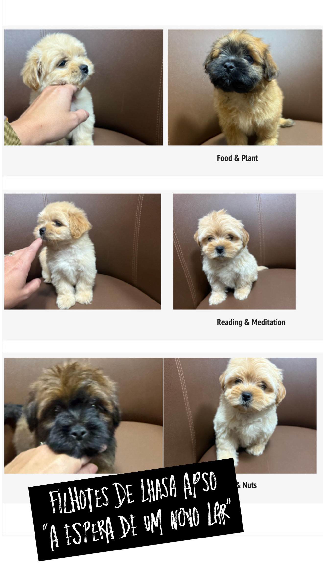 Portal Vendocão Filhotes Lhasa Apso Natal 