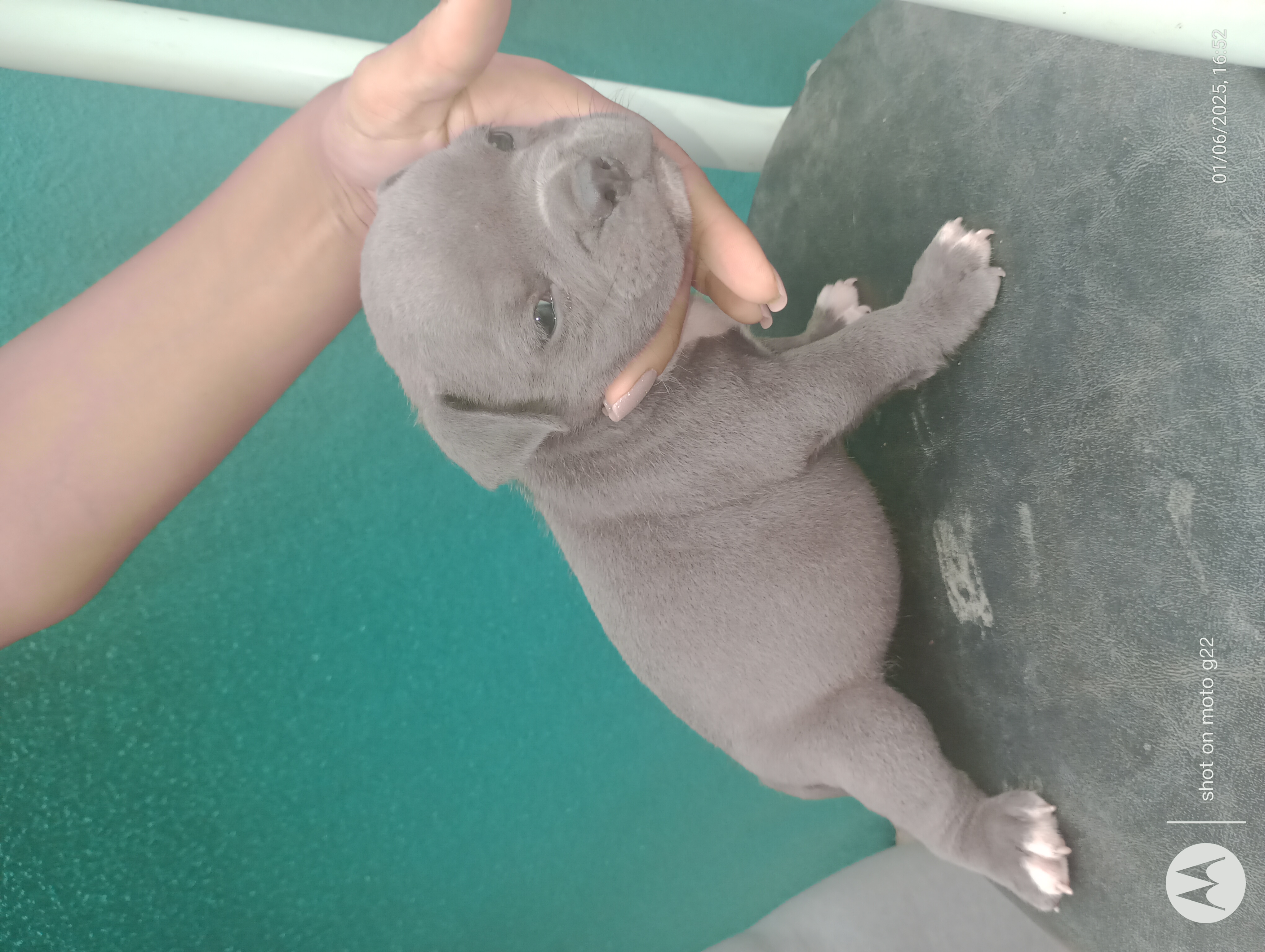Portal Vendocão Filhote de American Bully  Paulista 